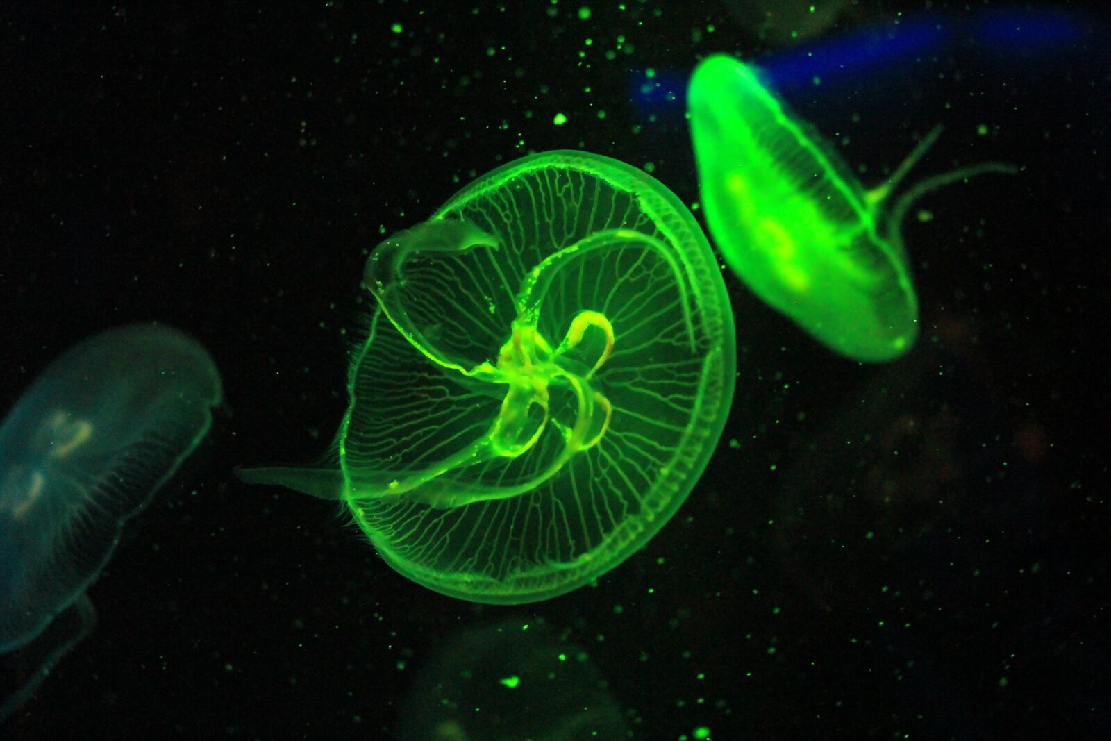 Зелёный флуоресцентный белок медуза