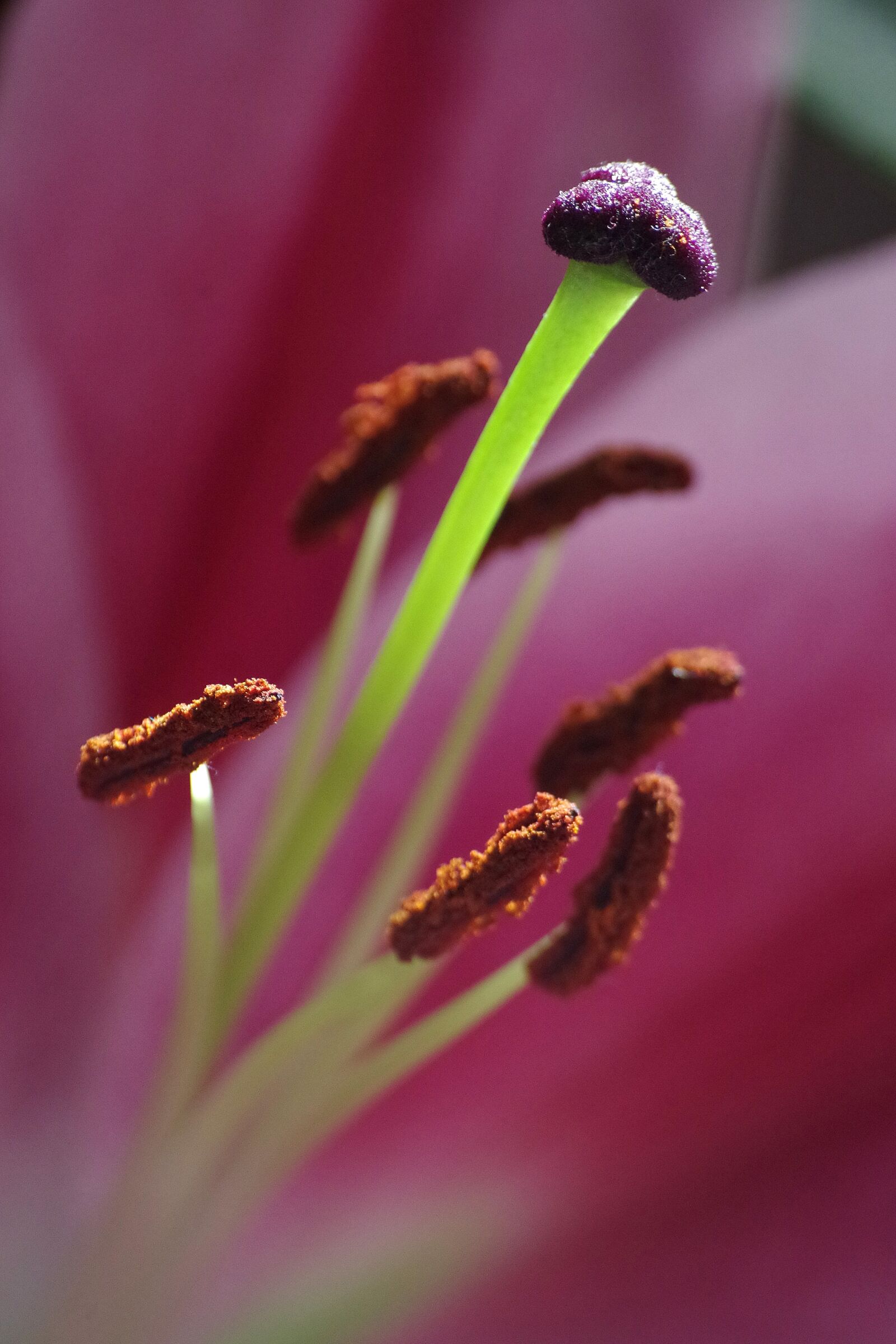 Pentax K-30 sample photo. Lily, flowers, pistil photography