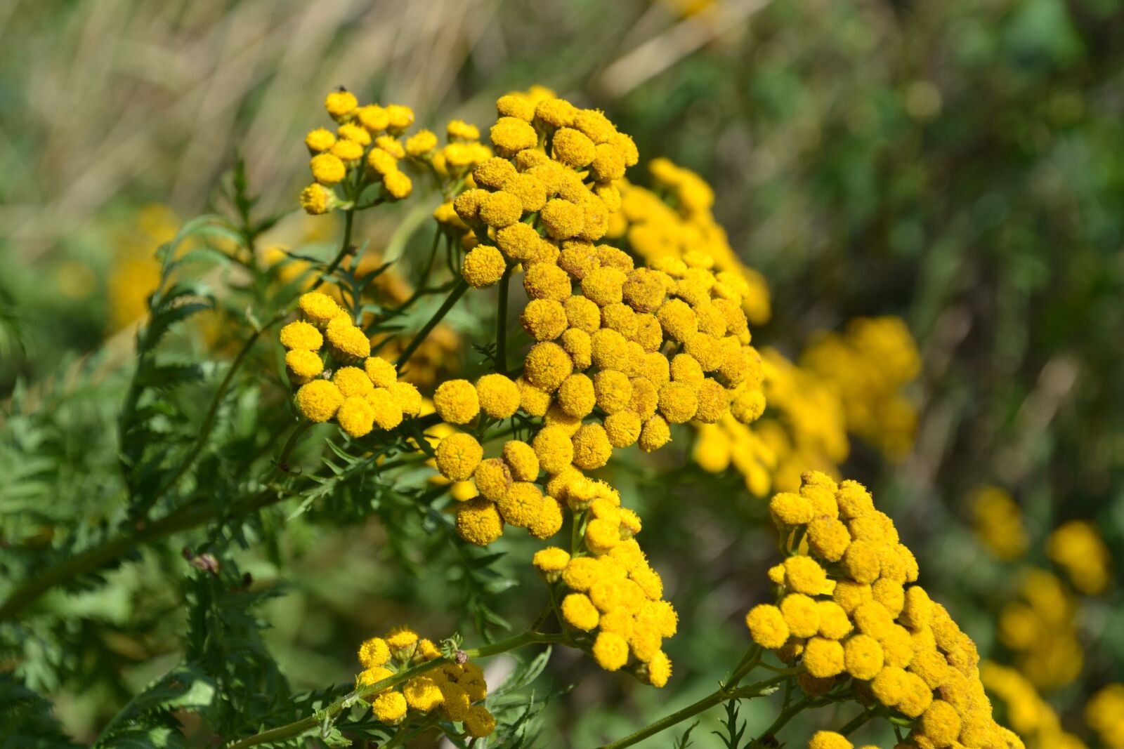 Nikon D3100 sample photo. Flower, yellow, blossom photography