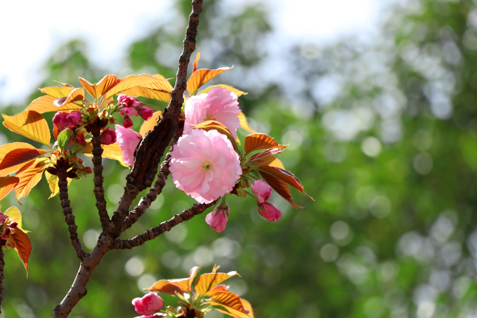 Canon EOS 77D (EOS 9000D / EOS 770D) sample photo. Nature, flower, tree photography