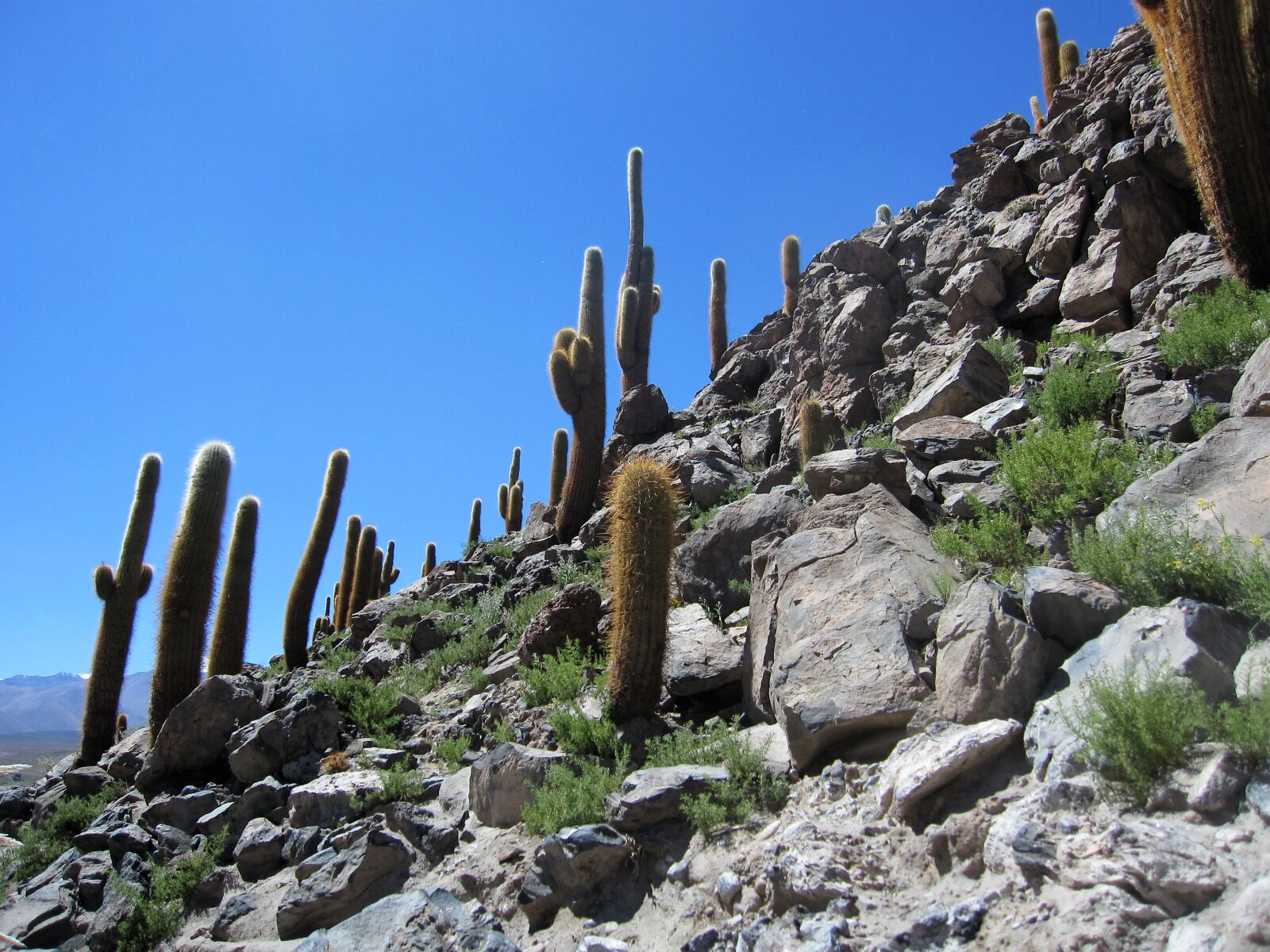 Canon PowerShot SD960 IS (Digital IXUS 110 IS / IXY Digital 510 IS) sample photo. Cacti, chile, southamerica photography