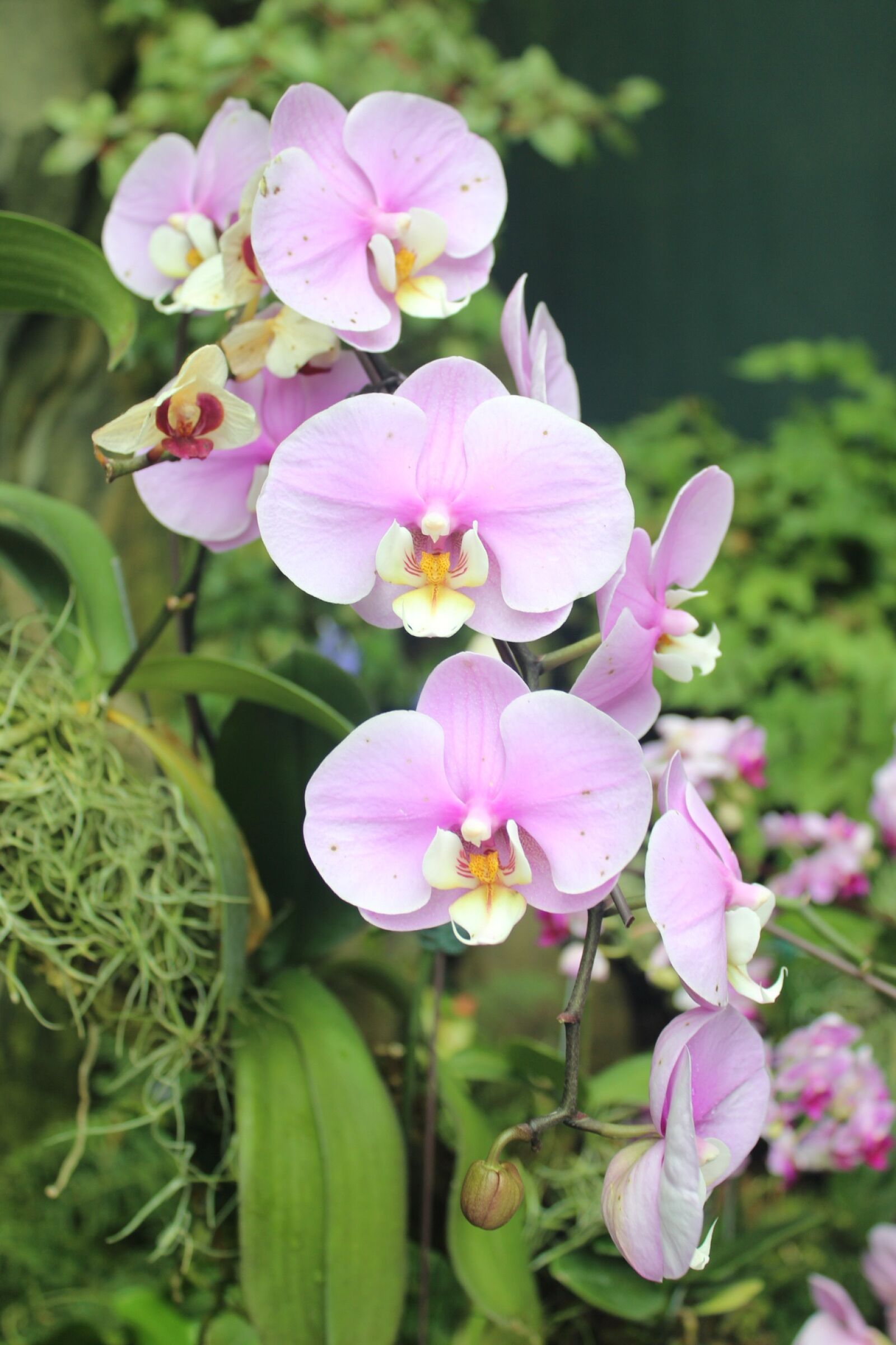Canon EOS 600D (Rebel EOS T3i / EOS Kiss X5) sample photo. Orchid, flowers, nature photography