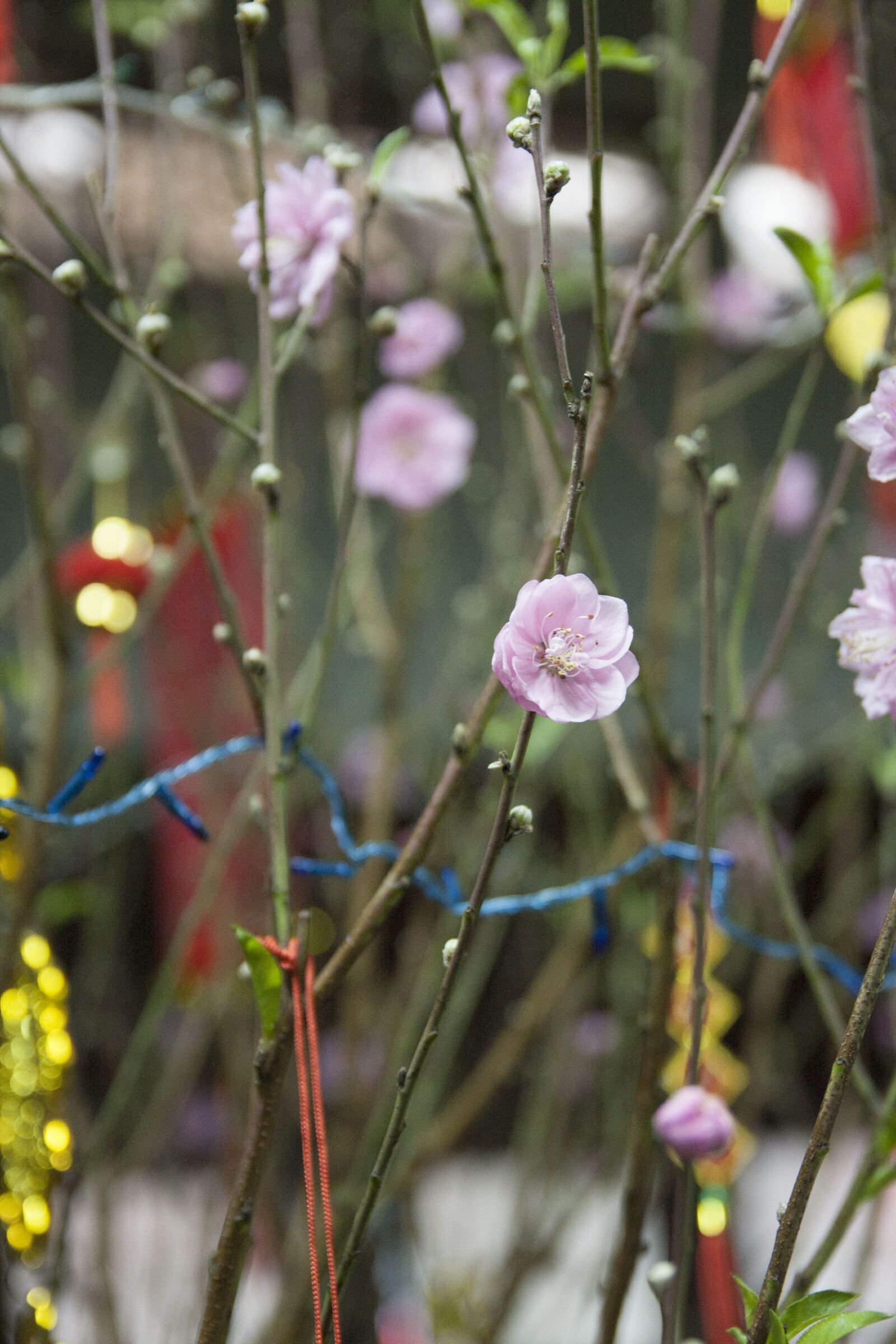 Canon EOS 40D sample photo. Decorate, beautiful flowers, lamp photography