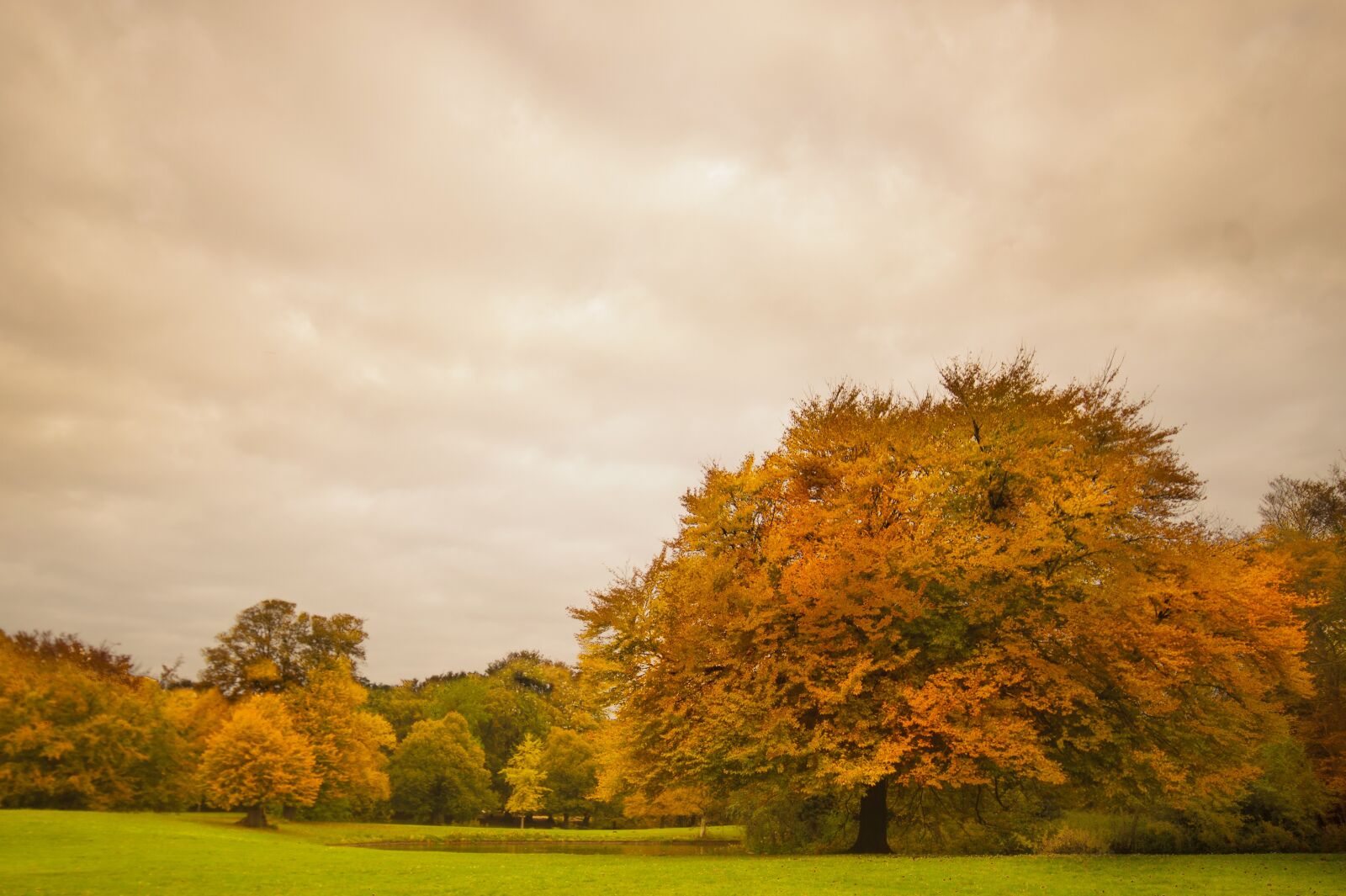 Sony SLT-A58 sample photo. Park, foliage, trees photography
