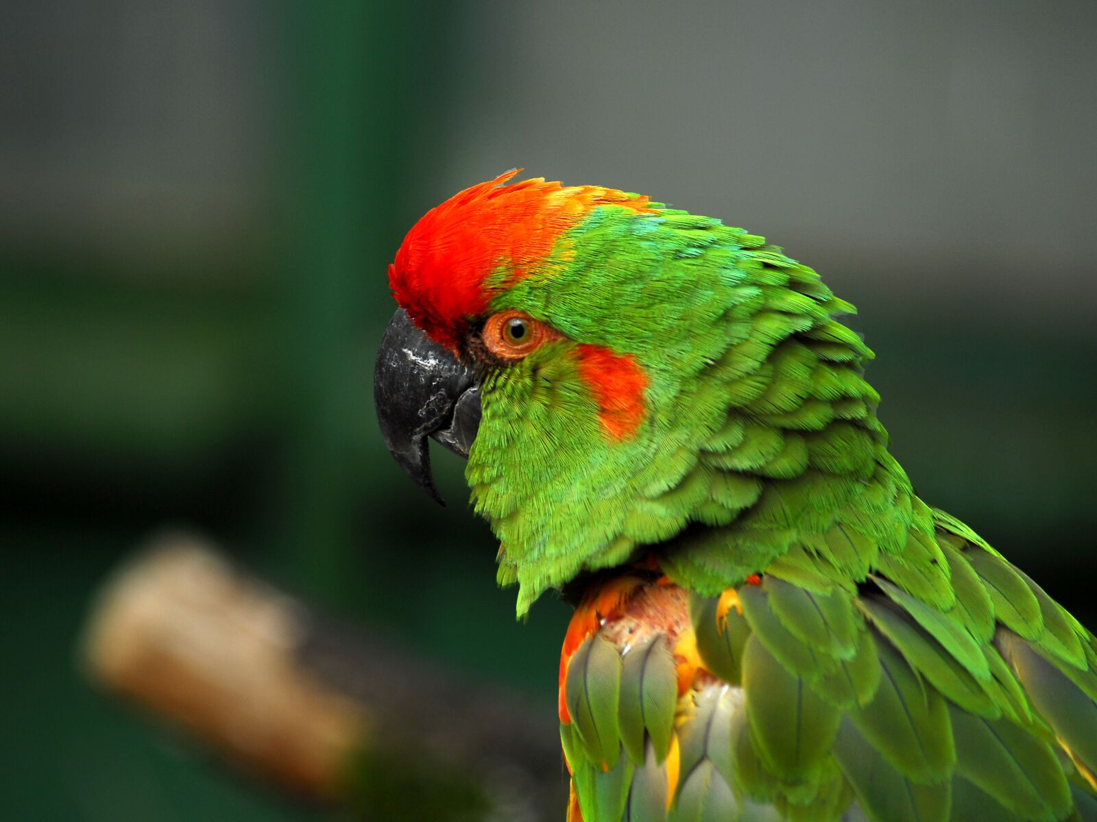 Nikon D200 sample photo. Ara, bird, animal photography