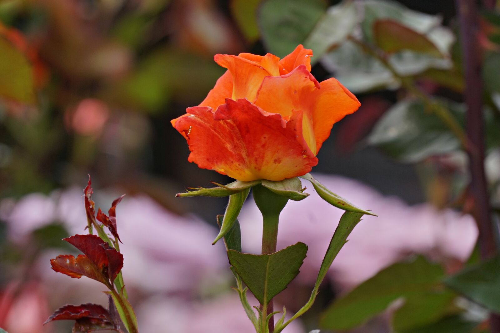 Sony Alpha a5000 (ILCE 5000) + Sony E 55-210mm F4.5-6.3 OSS sample photo. Rose, red rose, park photography