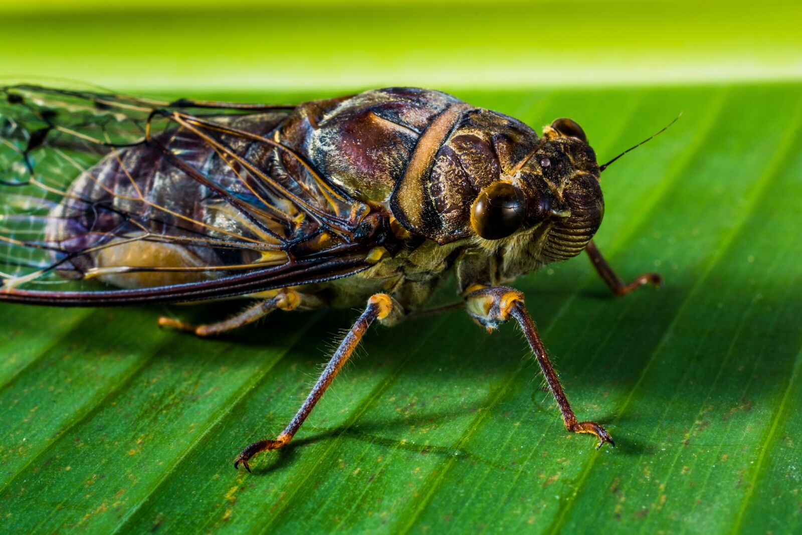 Nikon D5200 sample photo. Insect, new insect, whopper photography