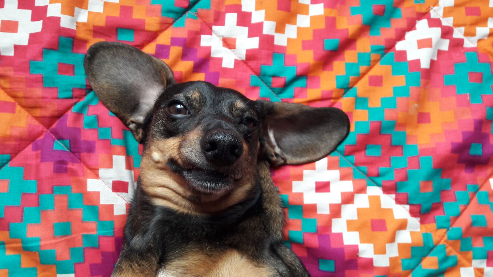 Samsung Galaxy J7 sample photo. Colors, dogs, koala, patrons photography
