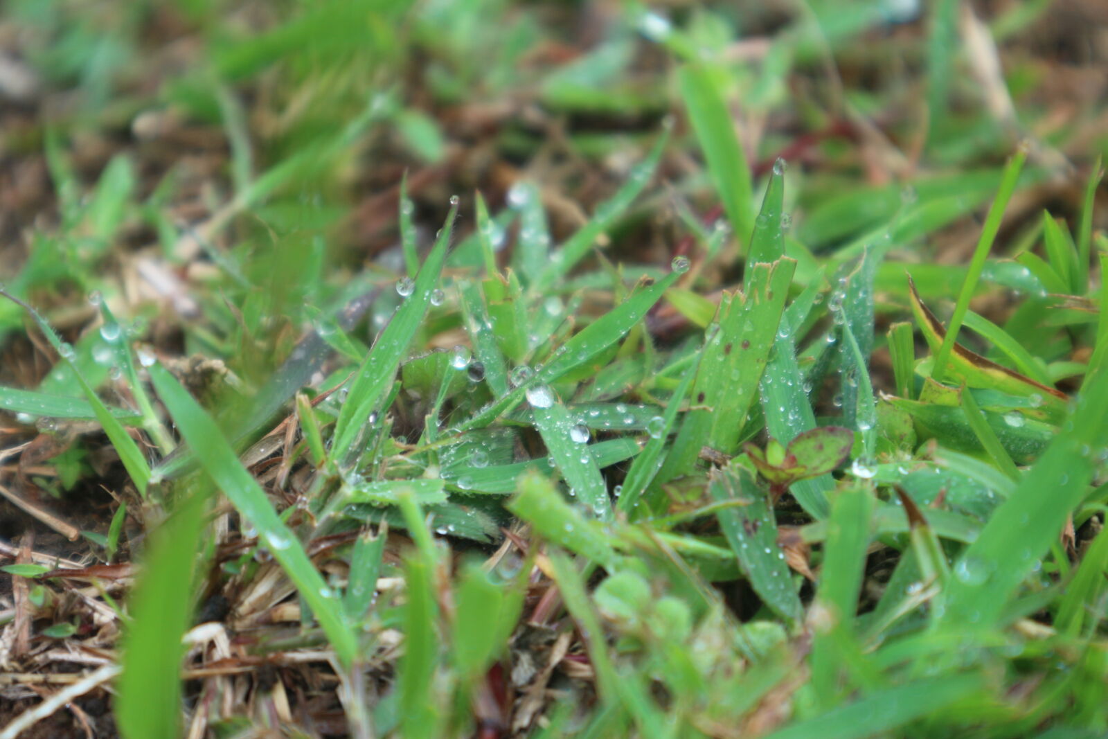 Canon EOS M10 + Canon EF-M 15-45mm F3.5-6.3 IS STM sample photo. Dew, grass, green, ground photography
