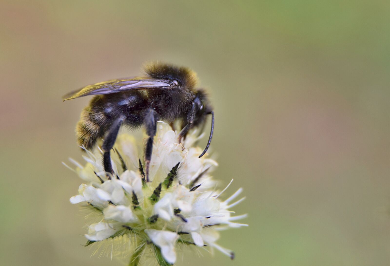 Nikon D5300 sample photo. Bumblebee, meadow, summer photography