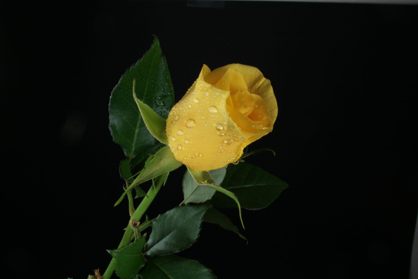 Canon EOS 400D (EOS Digital Rebel XTi / EOS Kiss Digital X) sample photo. Rosa, flower, yellow photography