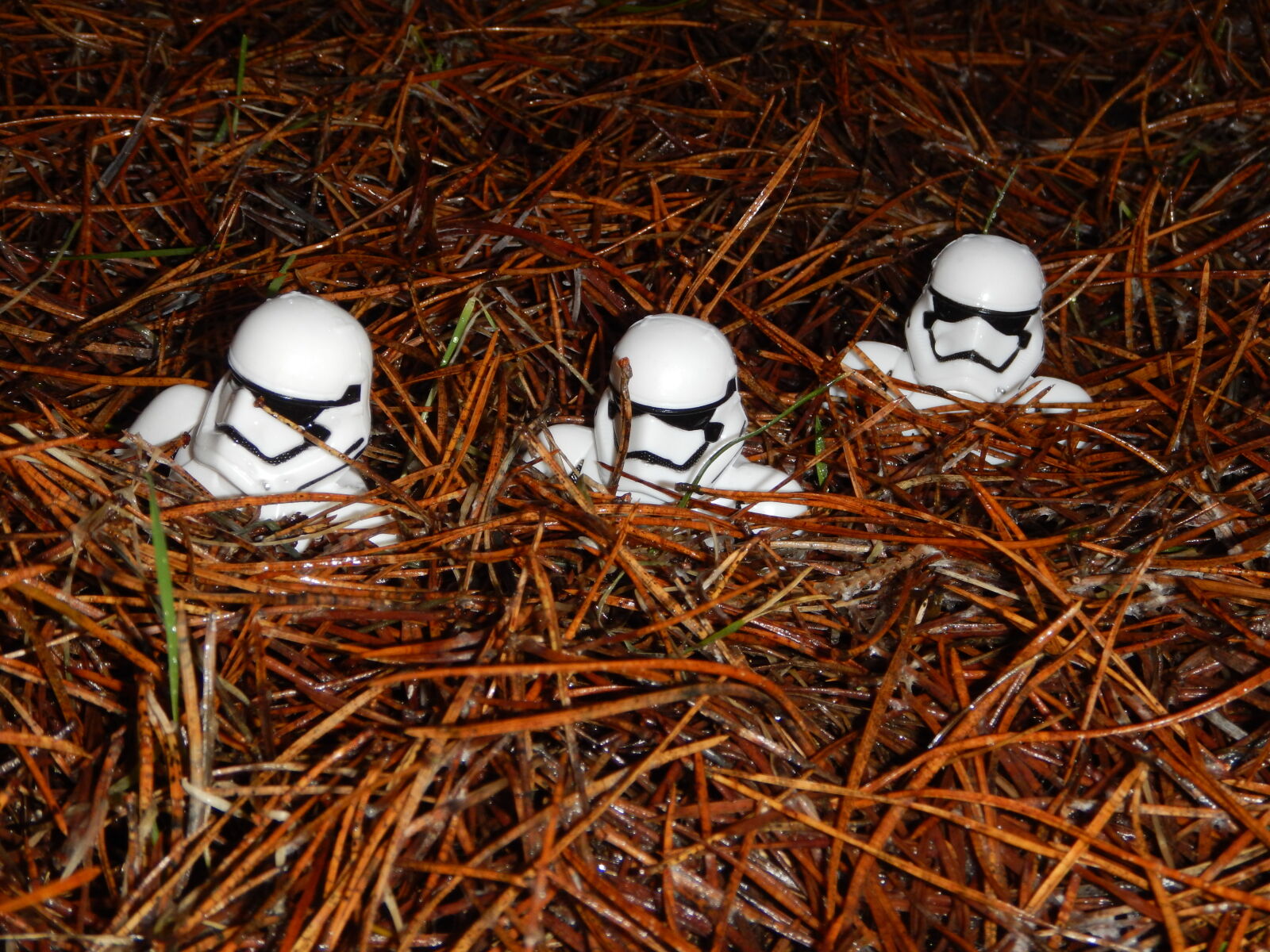 Nikon Coolpix AW130 sample photo. Fall, forest, star, wars photography