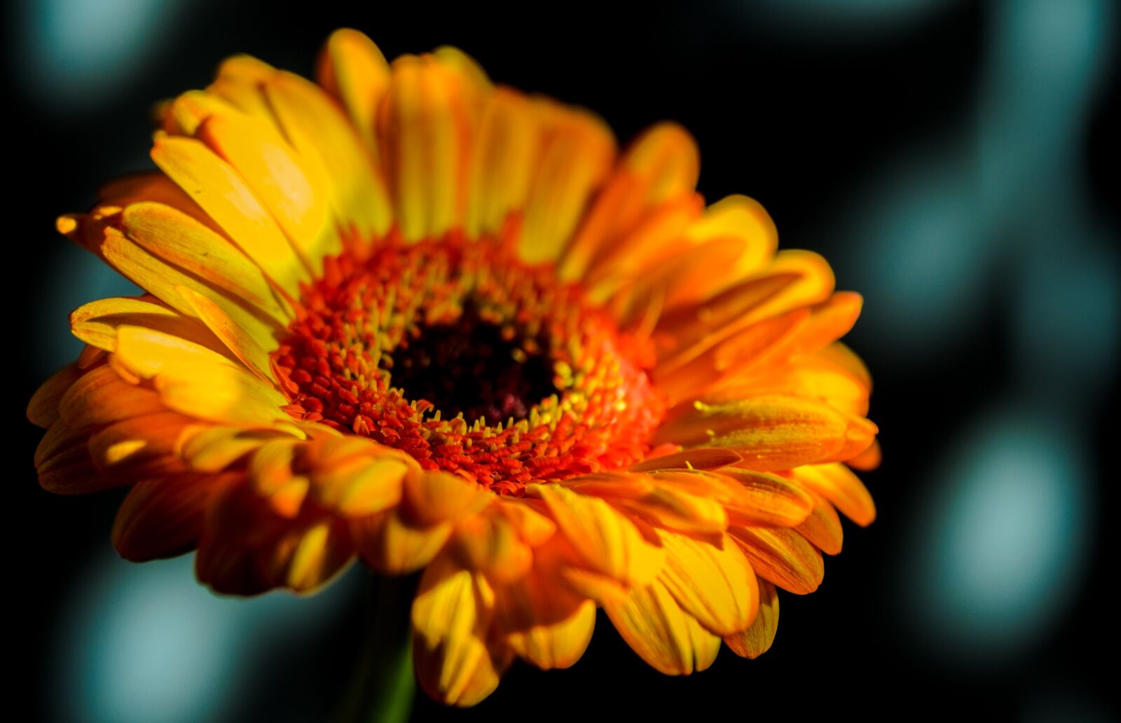Nikon D7000 sample photo. Gerbera, macro, close photography
