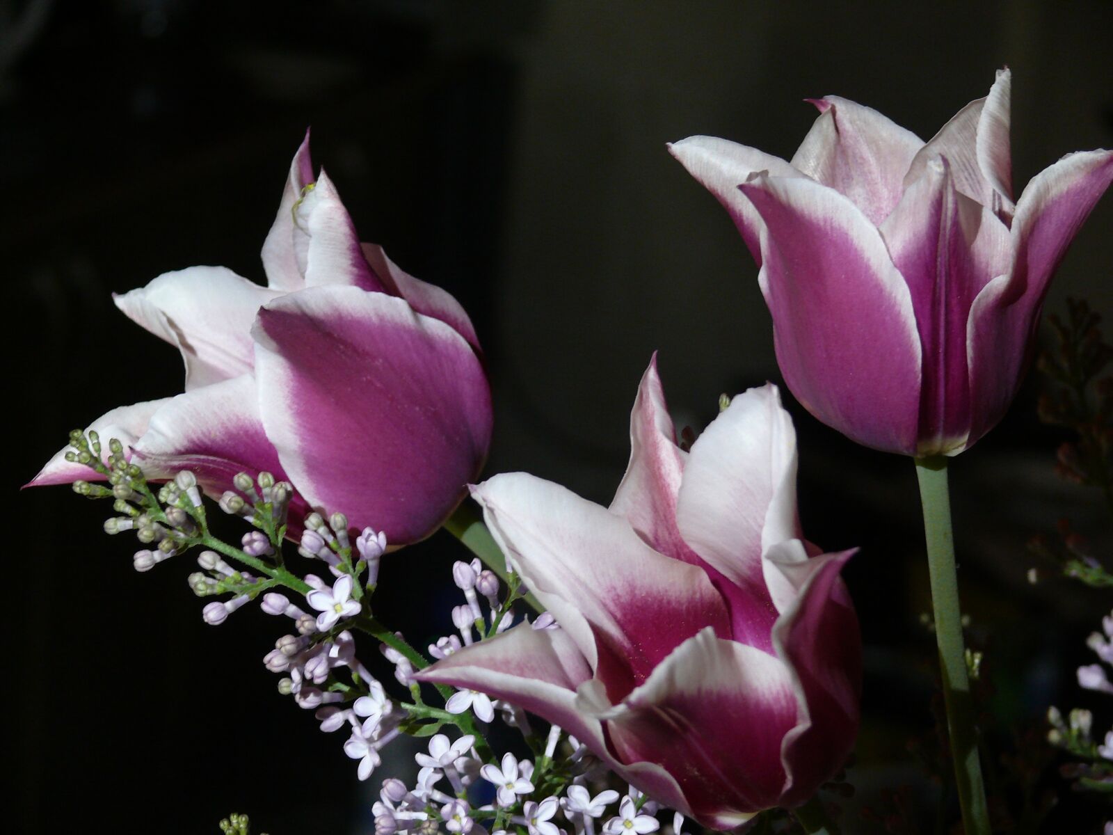 Panasonic DMC-FZ50 sample photo. A bouquet of tulips photography