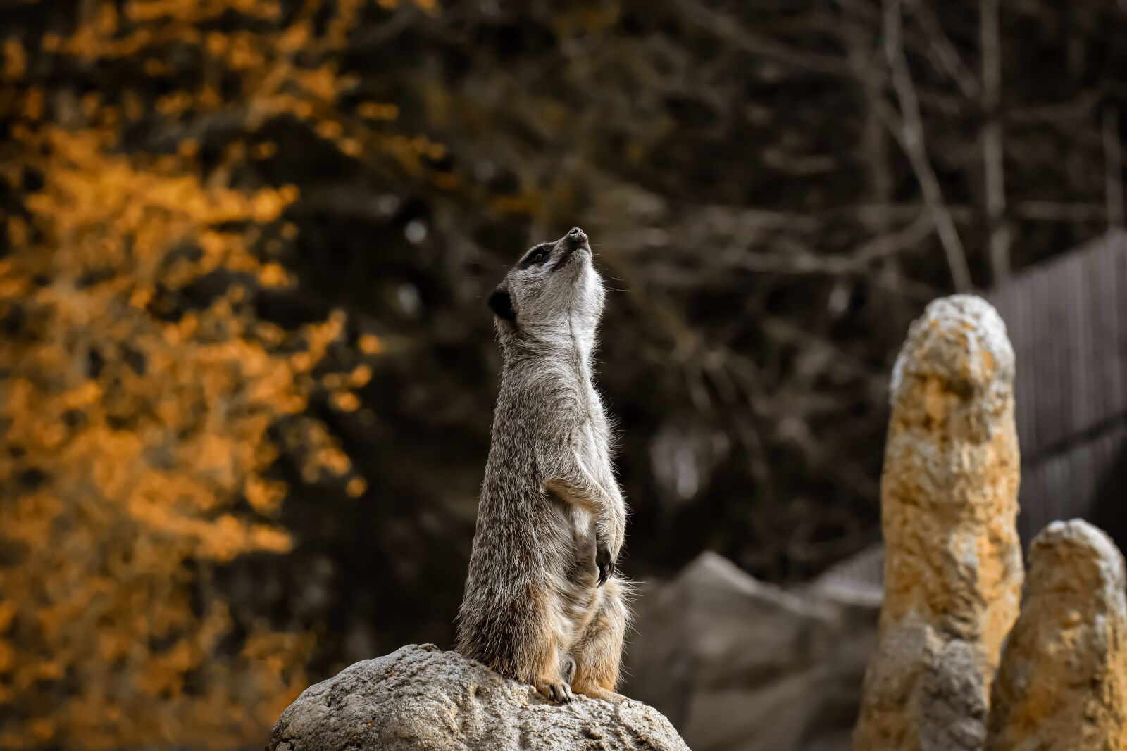 Nikon D7200 sample photo. Meerkat, animal, nature photography