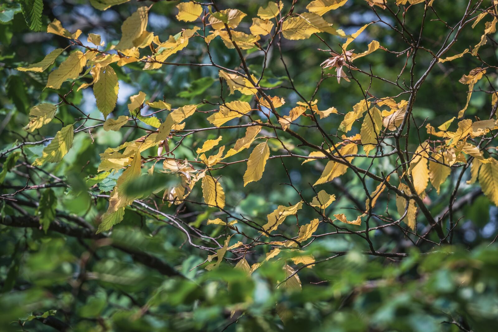 Fujifilm XF 55-200mm F3.5-4.8 R LM OIS sample photo. Leaves, foliage, trees photography