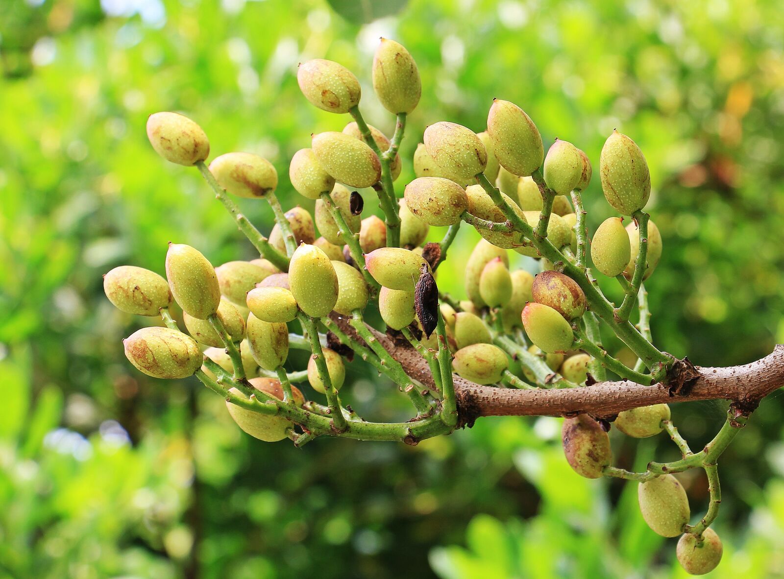 Canon EOS 550D (EOS Rebel T2i / EOS Kiss X4) sample photo. Pistachios, pistachio tree, tree photography