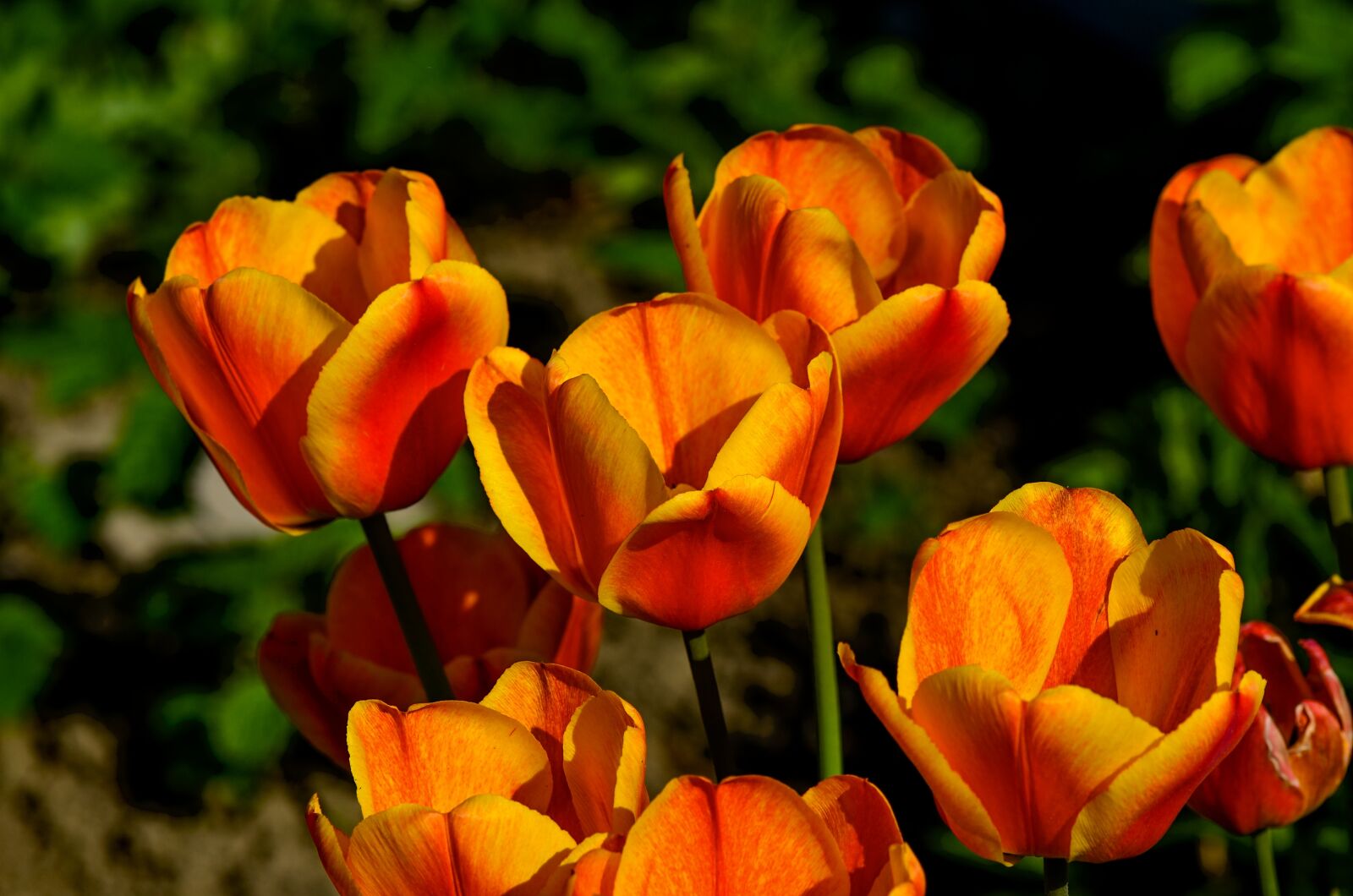 Nikon D7000 sample photo. Tulips, garden, spring photography