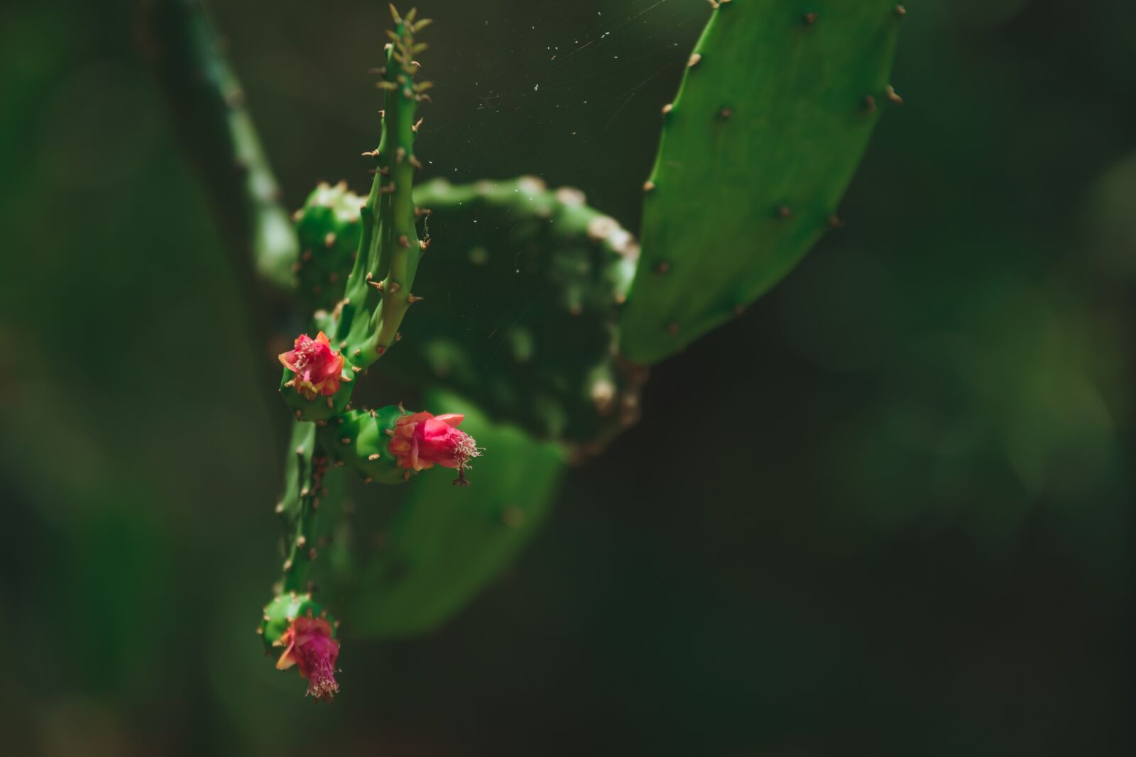 Nikon D5600 sample photo. Cactus, nepal, plant photography