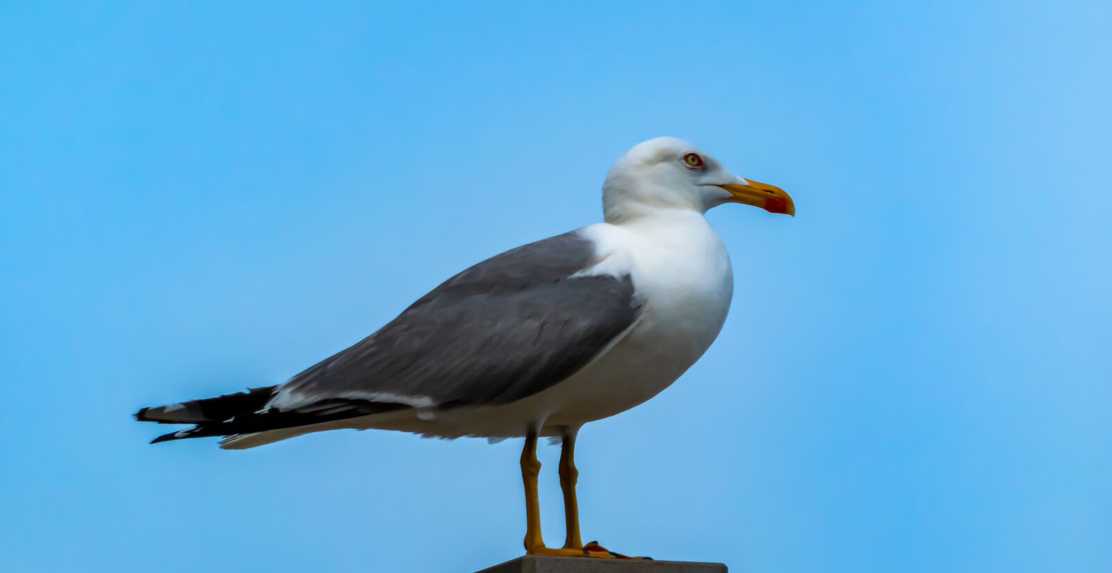 Panasonic Lumix DC-ZS70 (Lumix DC-TZ90) sample photo. Seagull, animal, ave photography