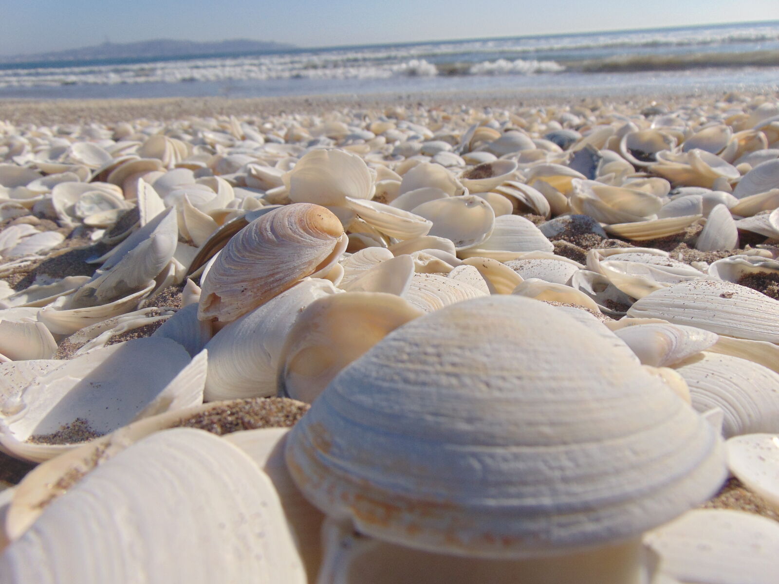 Sony Cyber-shot DSC-H300 sample photo. Shells, clams, sea, beach photography