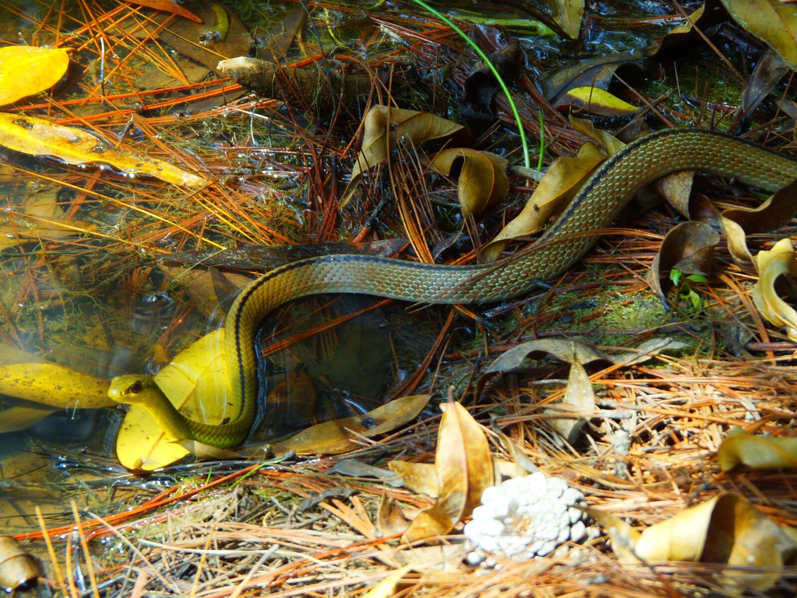 Olympus SP-810UZ sample photo. Snake, animals, reptile photography