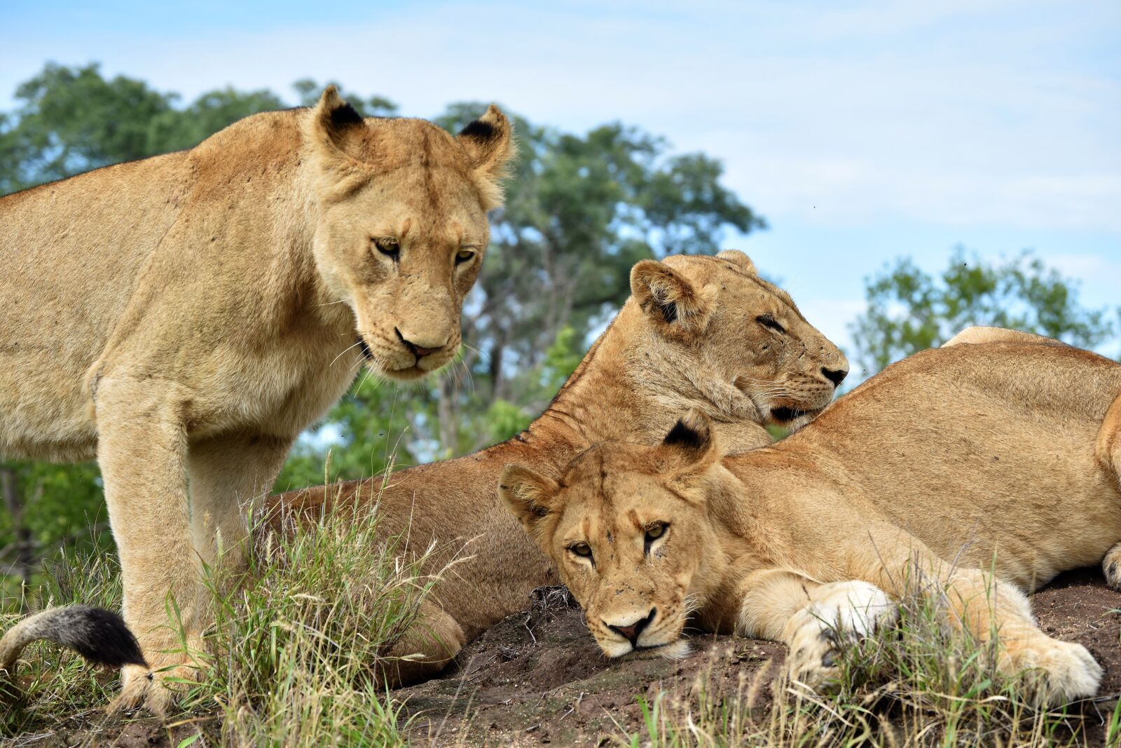 Nikon D3500 sample photo. Lions, carnivore, predator photography