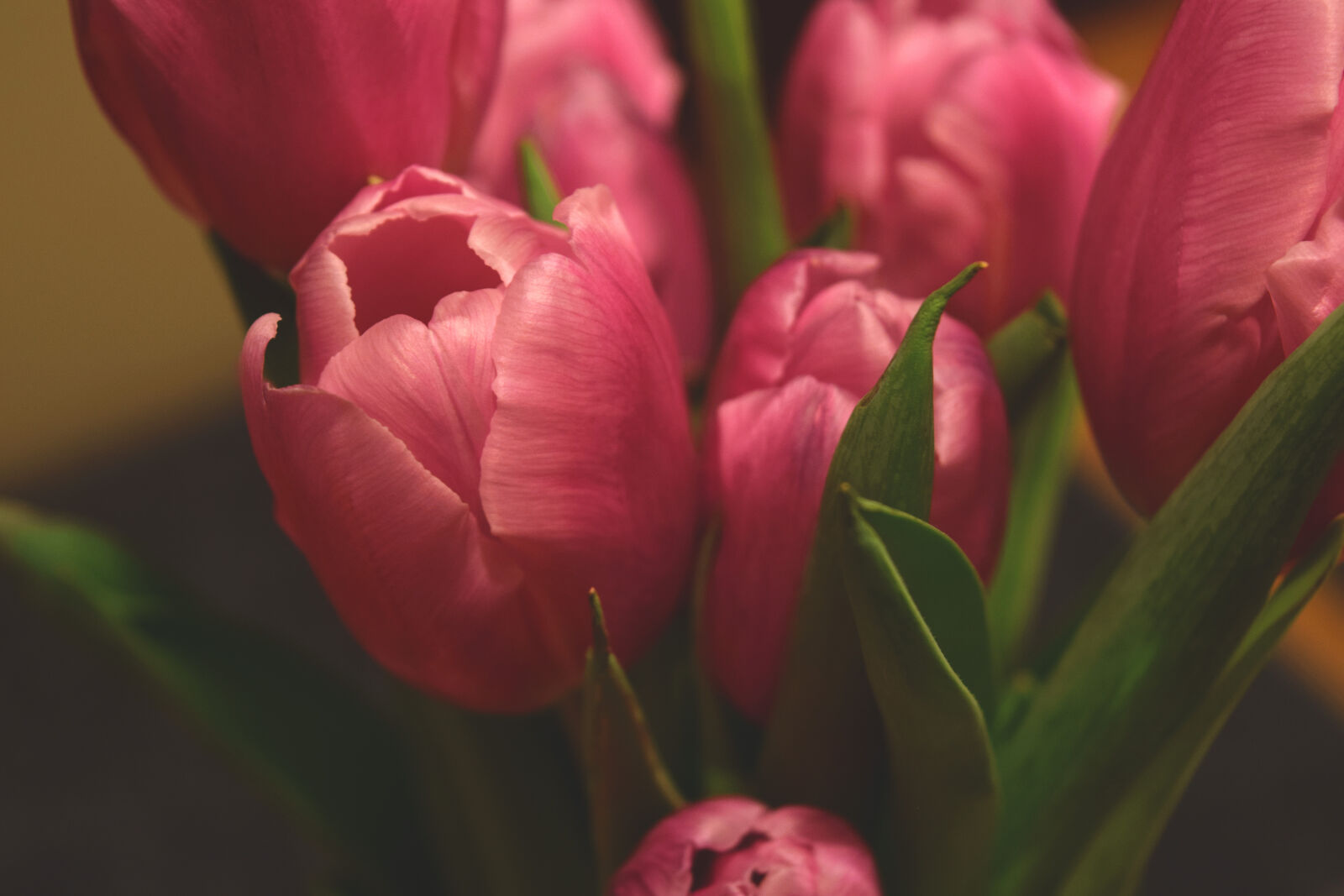 Nikon D3300 sample photo. Pink, tulip, flower photography