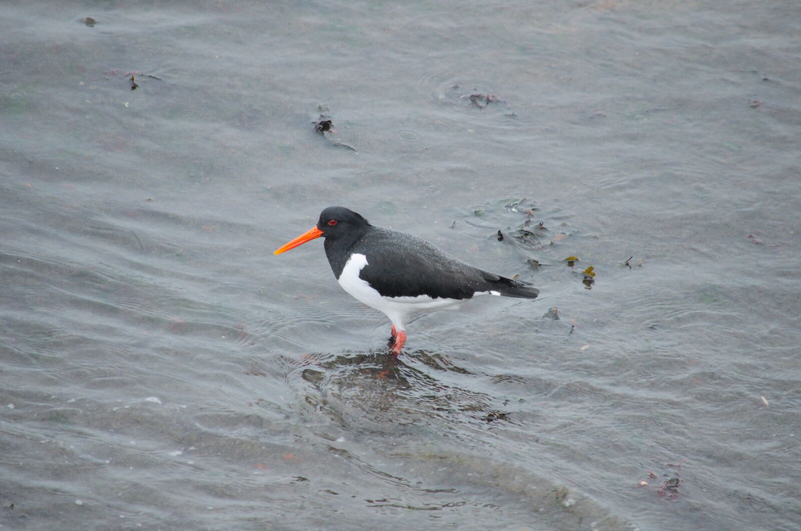 Nikon D5100 sample photo. Oystercatcher, bird, fauna photography