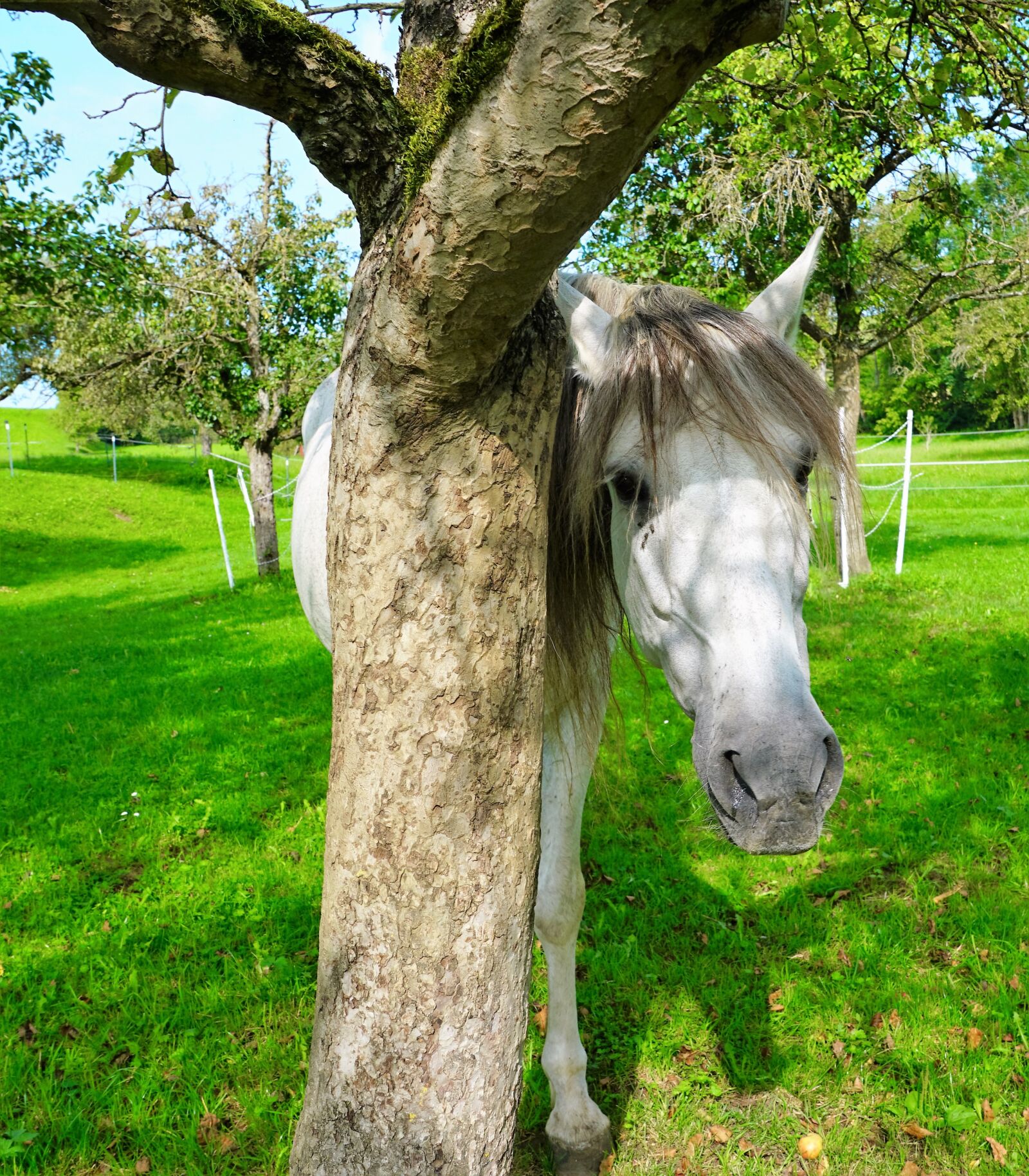 Sony ILCA-77M2 + Sony DT 16-50mm F2.8 SSM sample photo. Horse, nature, pasture photography