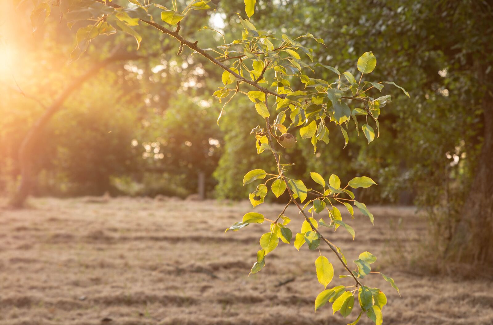Canon EOS 6D Mark II sample photo. Park, evening sun, leaves photography
