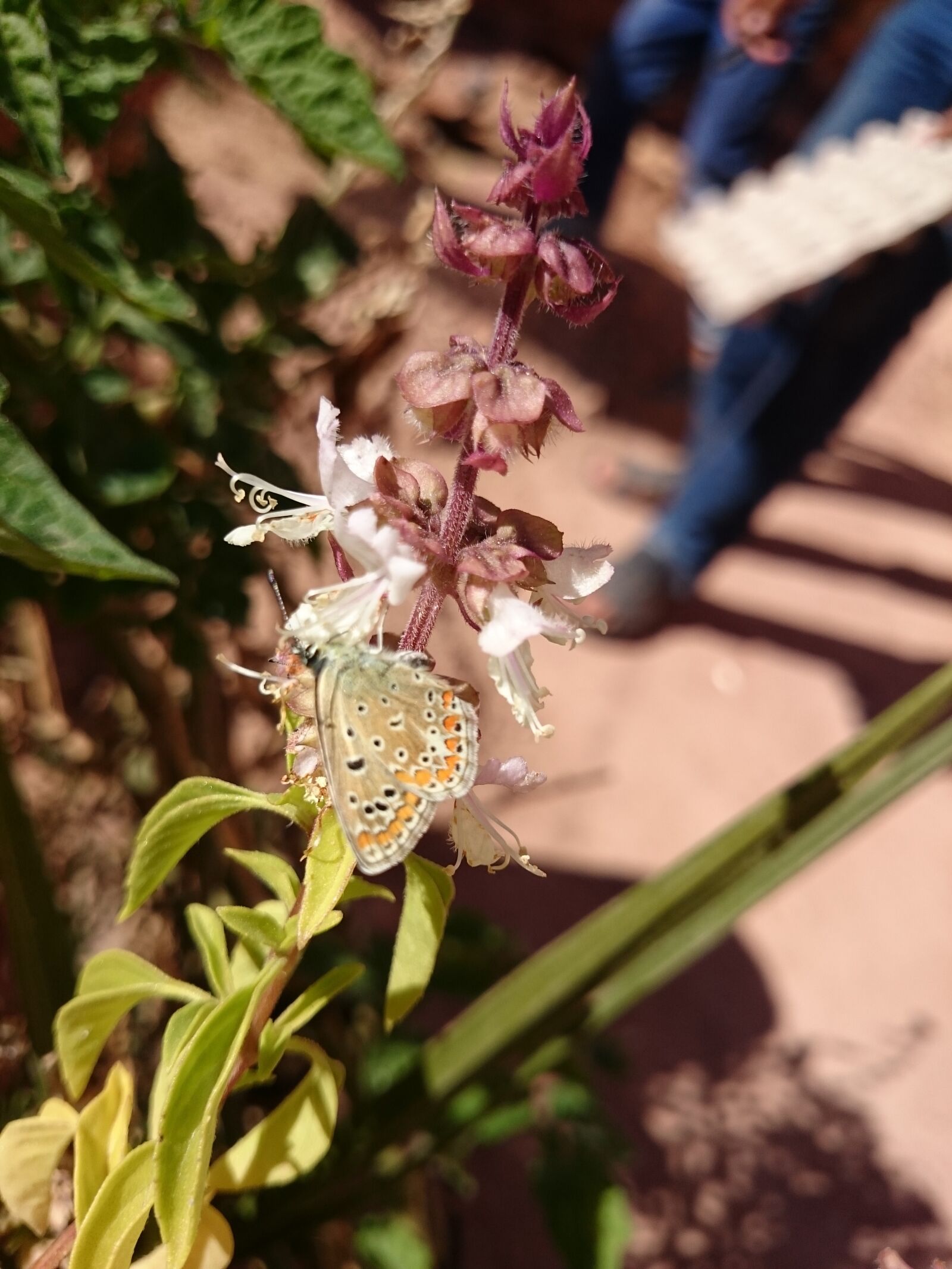 Sony Xperia Z2 sample photo. Butterfly, flower, focus, free photography