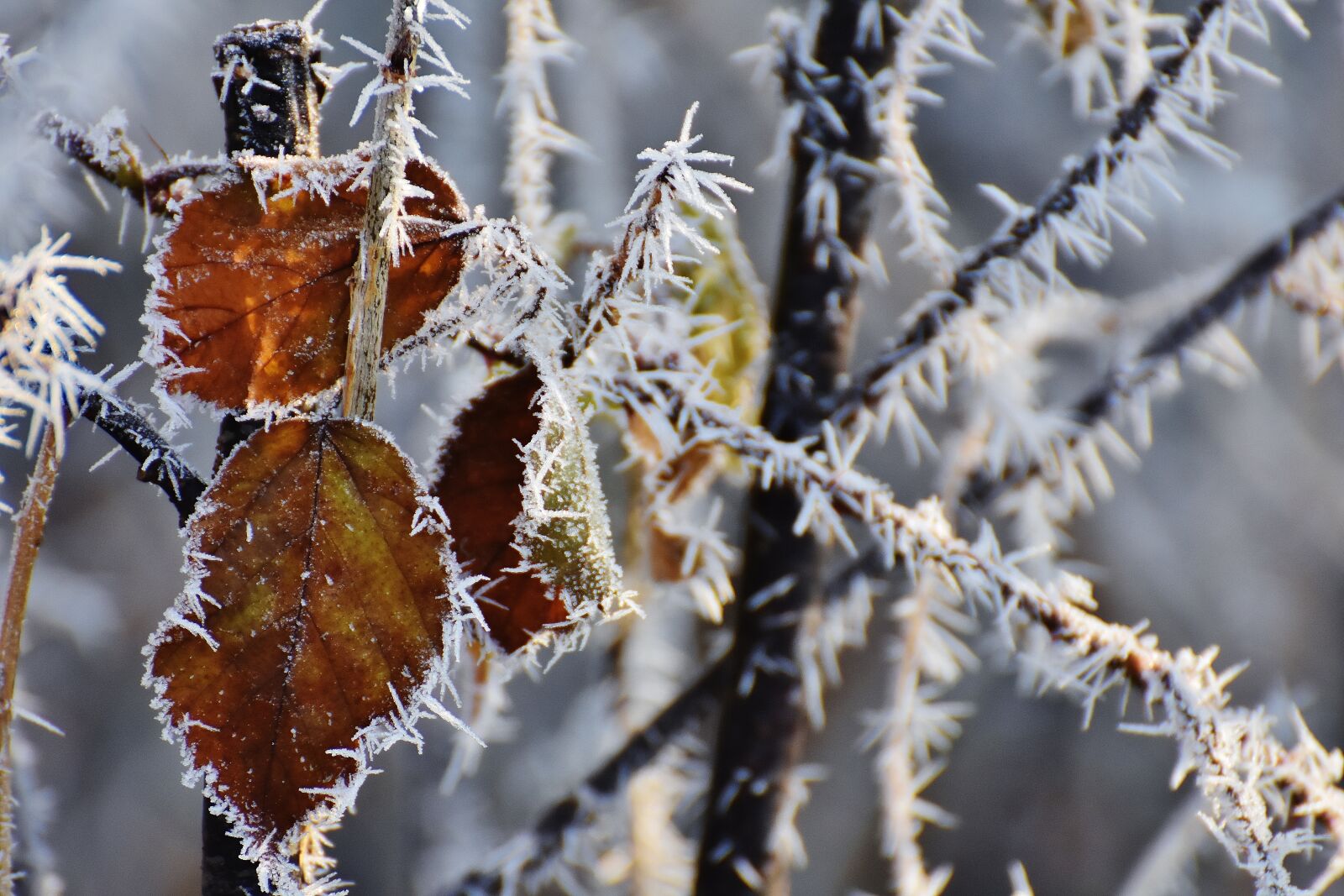 Nikon D7200 sample photo. Leaves, winter, frost photography