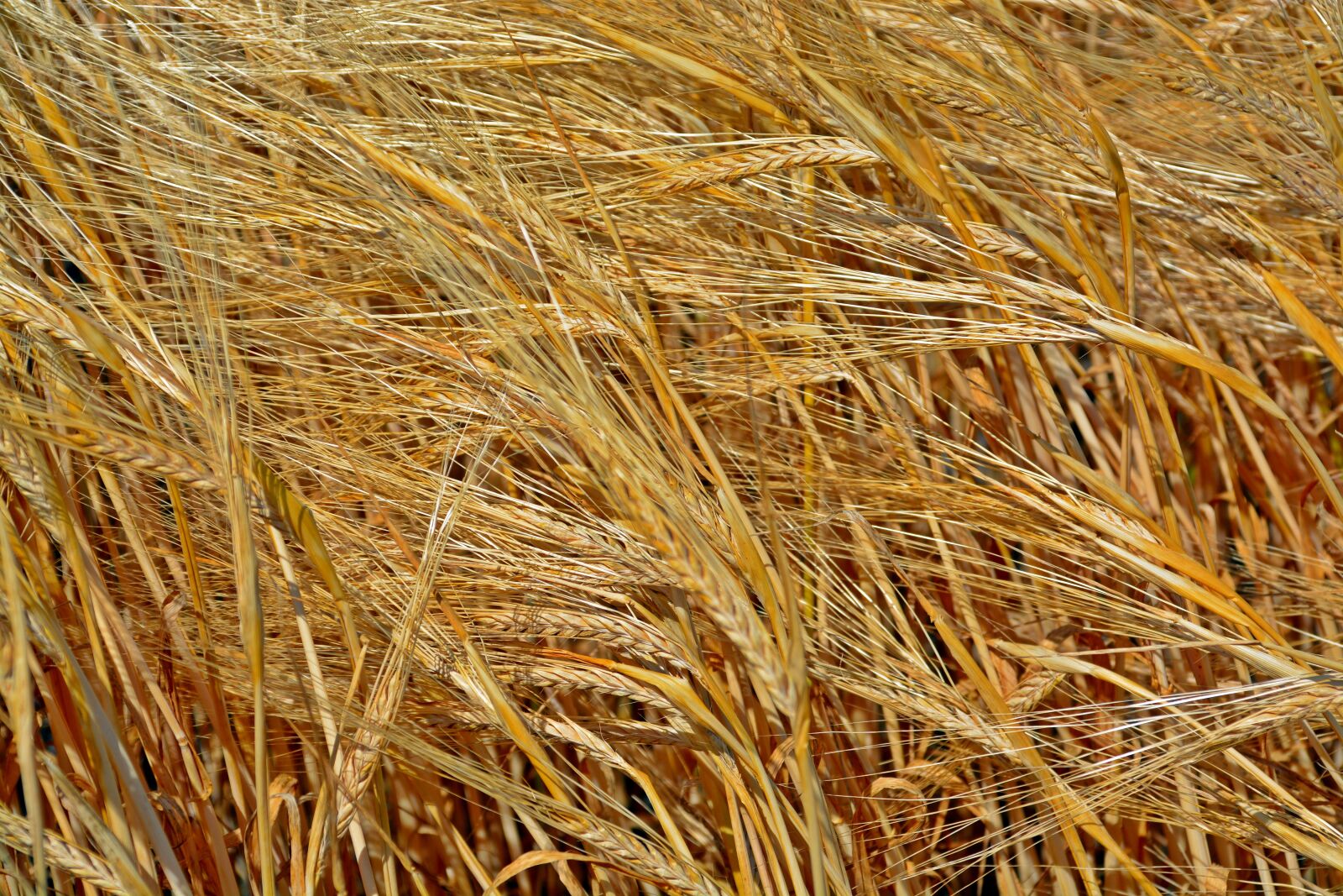 Nikon D5200 sample photo. Cereals, barley, plant photography
