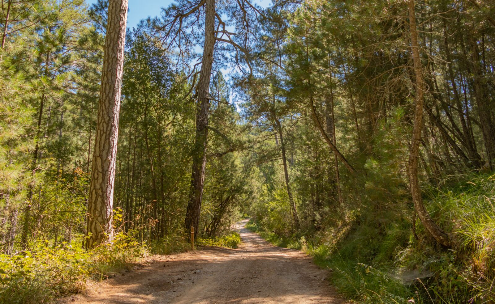 Panasonic DC-FZ10002 sample photo. Landscape, trail, forest photography