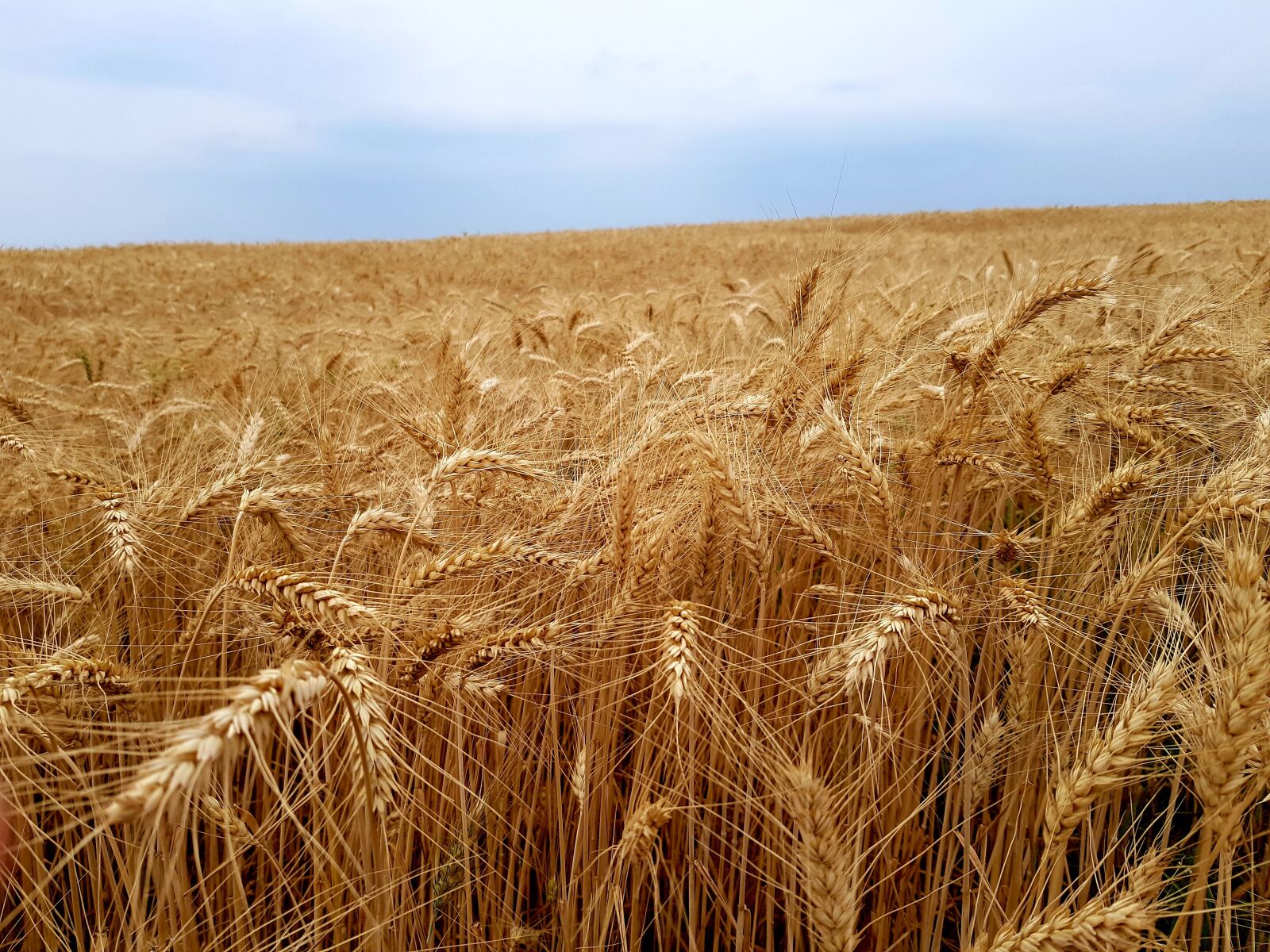 Samsung Galaxy S8+ sample photo. Wheat, field, grain photography