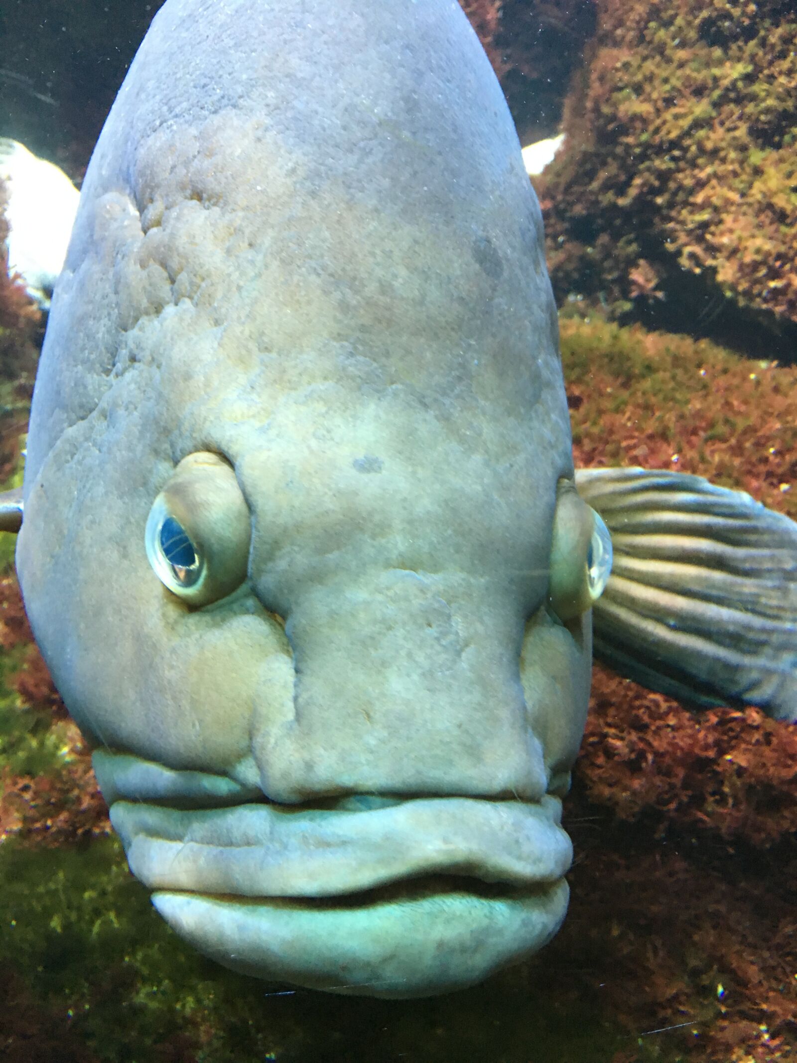 Apple iPhone 6s sample photo. Aquarium, underwater, fish photography