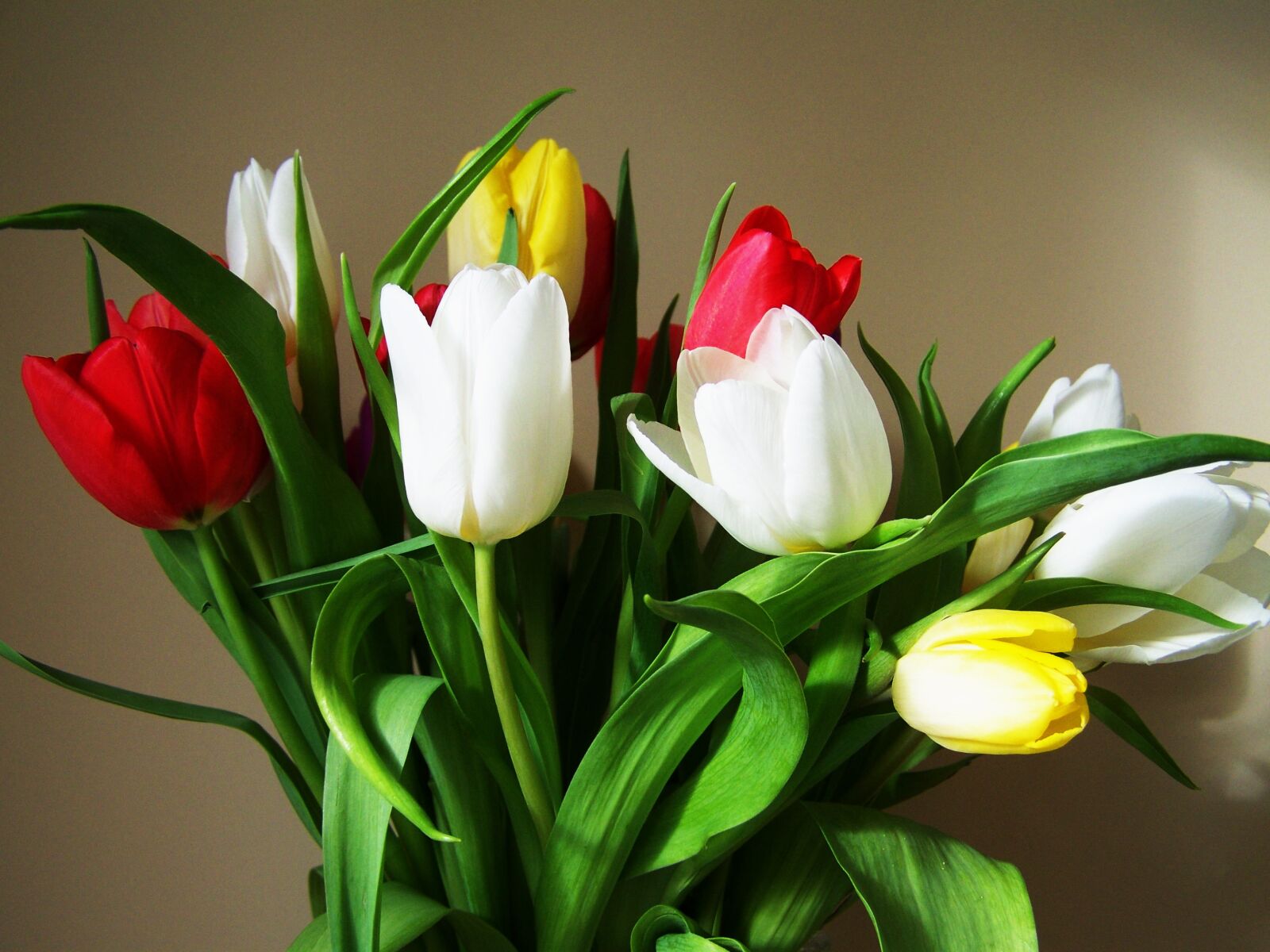 Kodak EASYSHARE ZD710 ZOOM DIGITAL CAMERA sample photo. Tulip bouquet, colorful tulips photography