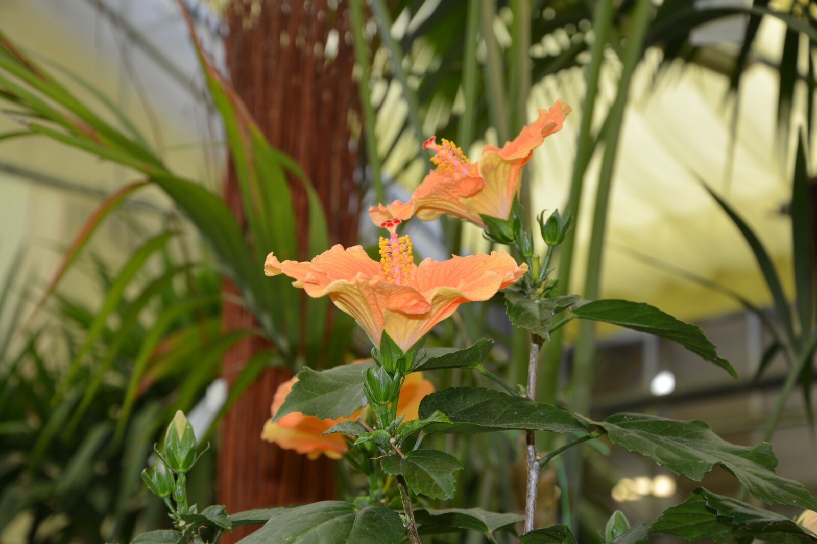 Nikon D5200 sample photo. Flower, hisbiscus, plant photography