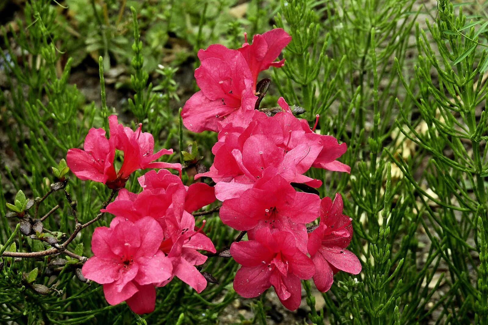 Nikon Coolpix P900 sample photo. Flowers, red, beauty photography