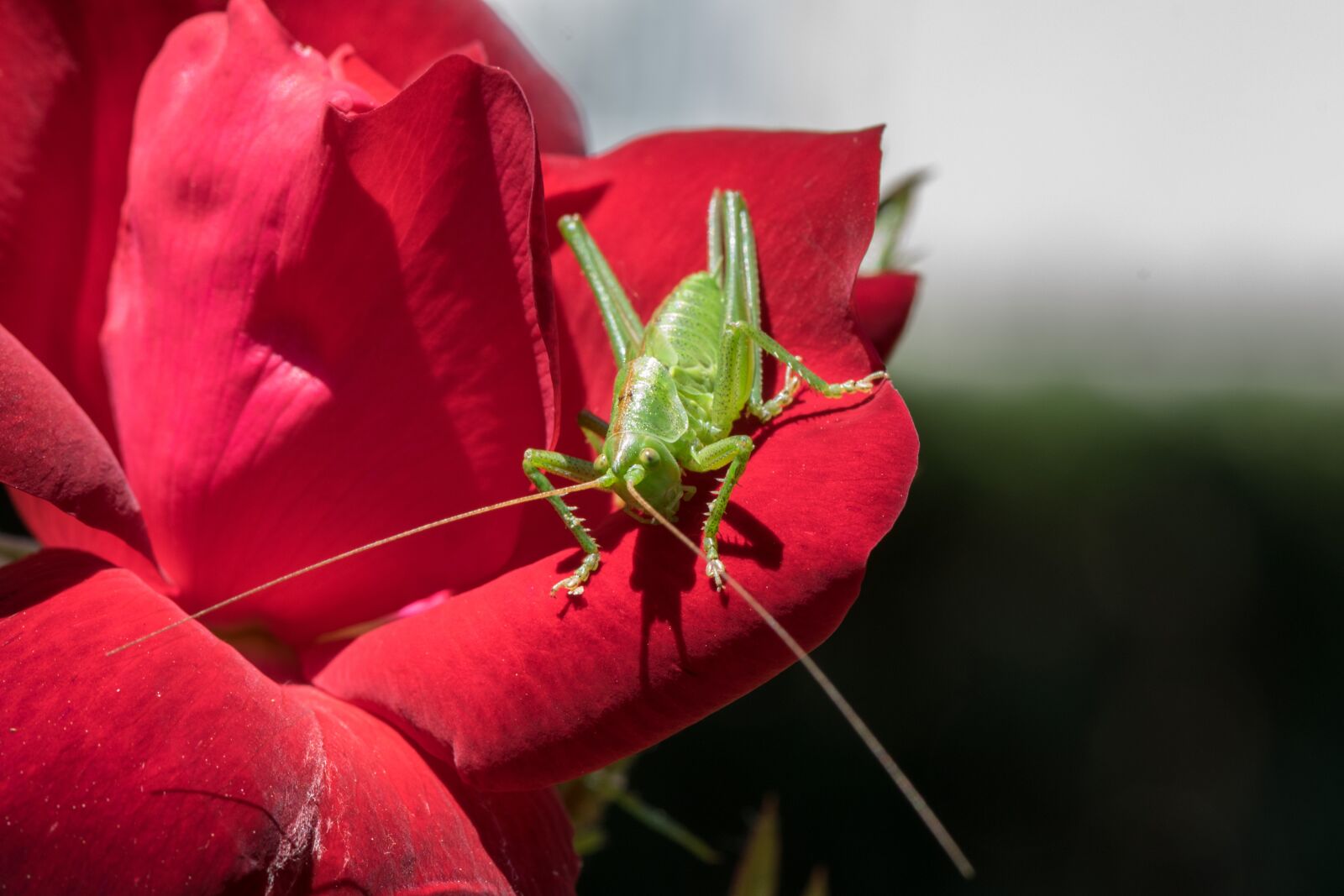 Nikon D5300 sample photo. Flower, nature, rose photography