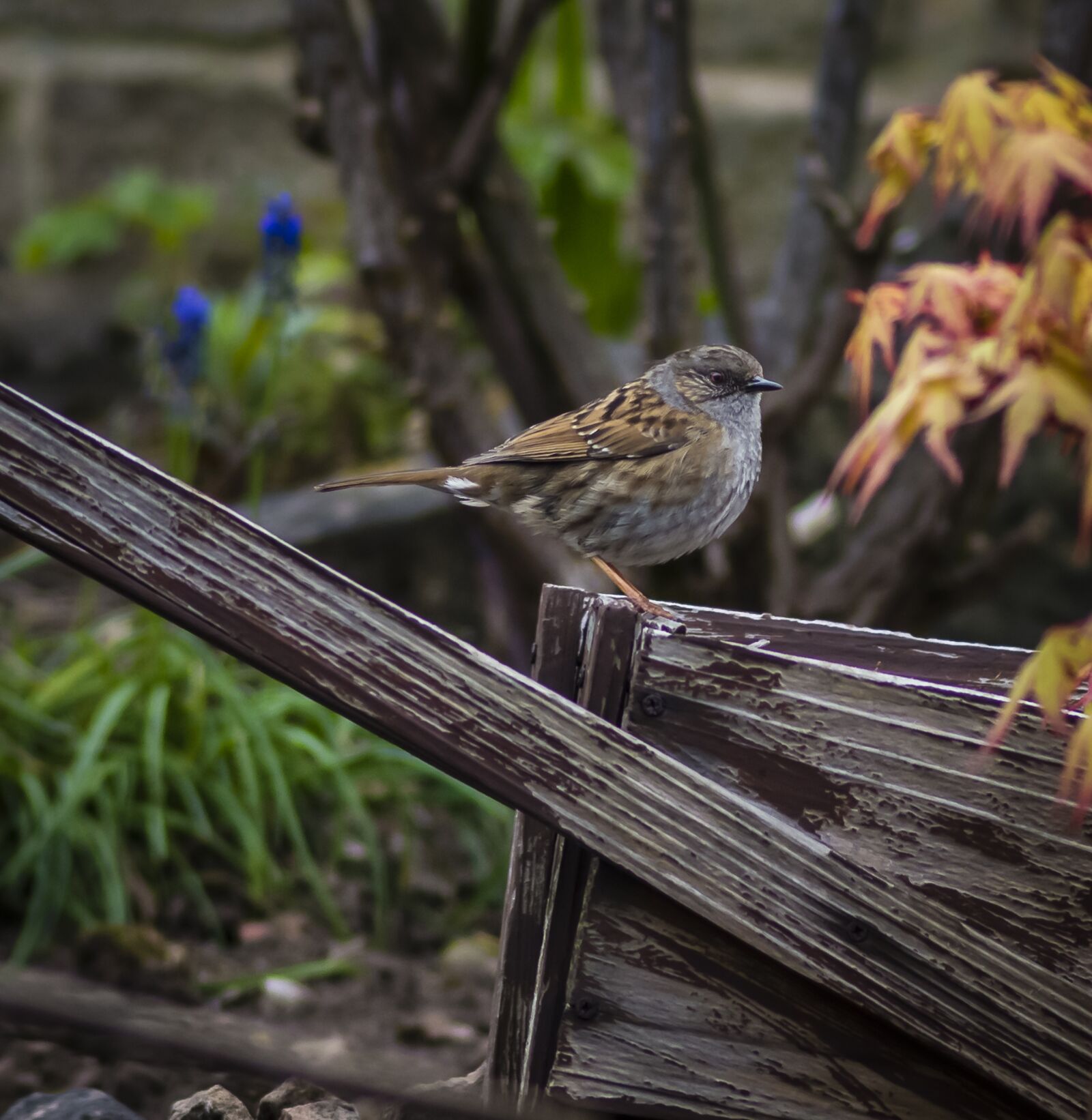 Nikon D7200 sample photo. Bird, sparrow, fauna photography