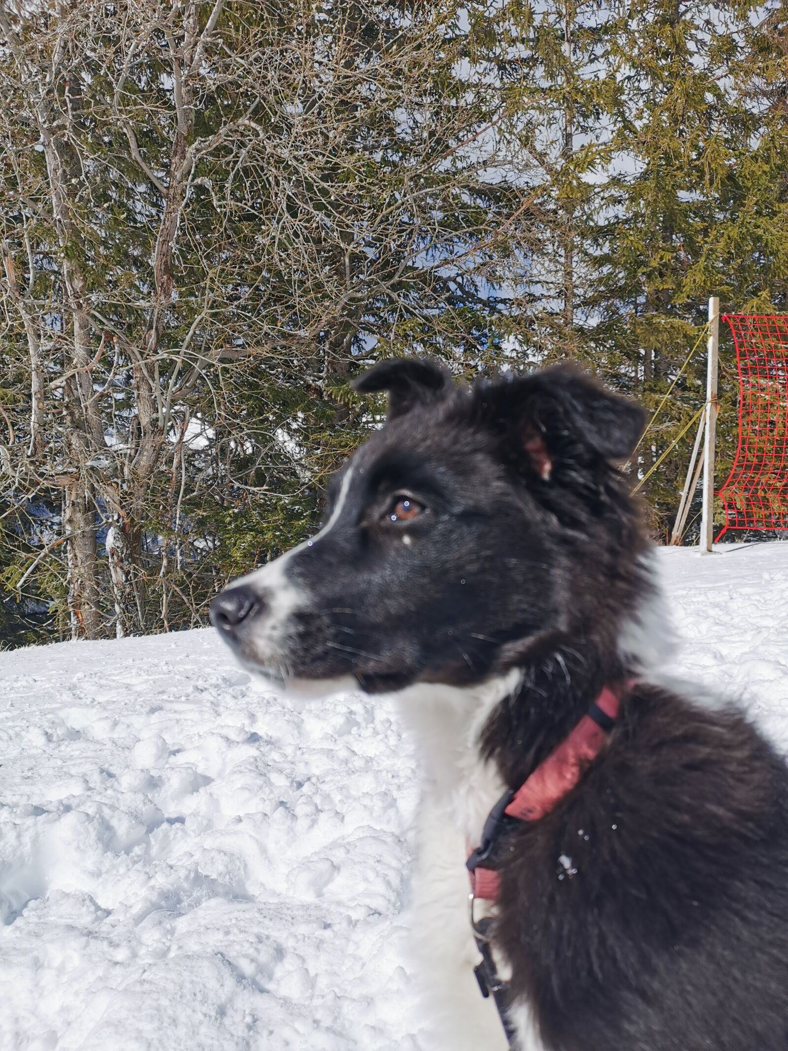 HUAWEI P30 sample photo. Dog, border collie, snow photography