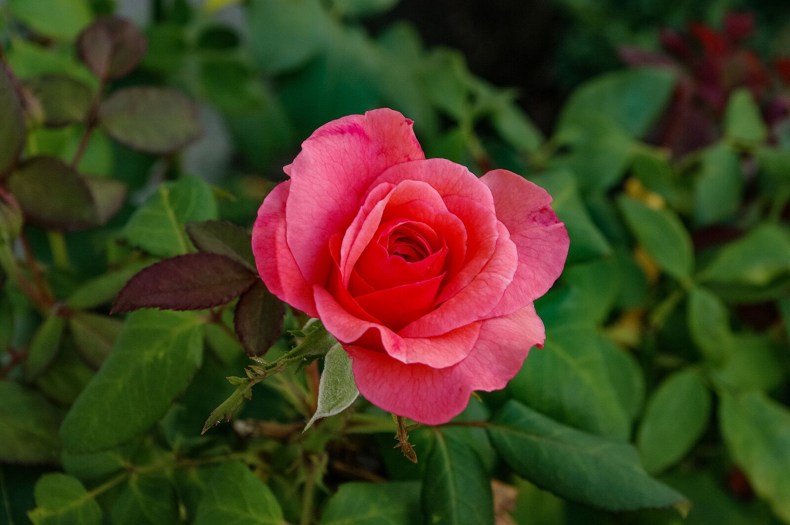 Samsung GX-20 sample photo. Flower, rose, beauty photography