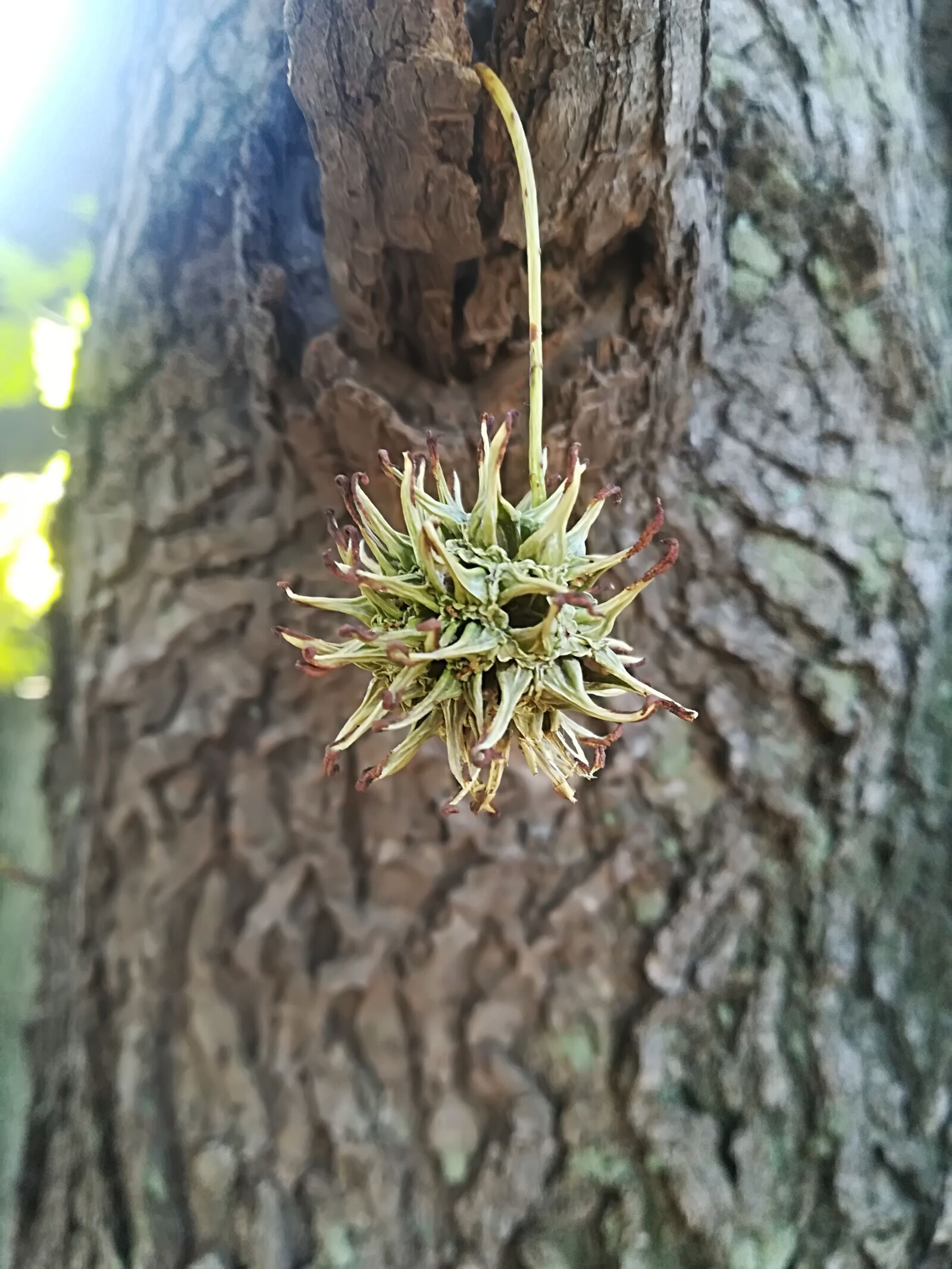 HUAWEI P10 lite sample photo. Tree, wood, nature photography
