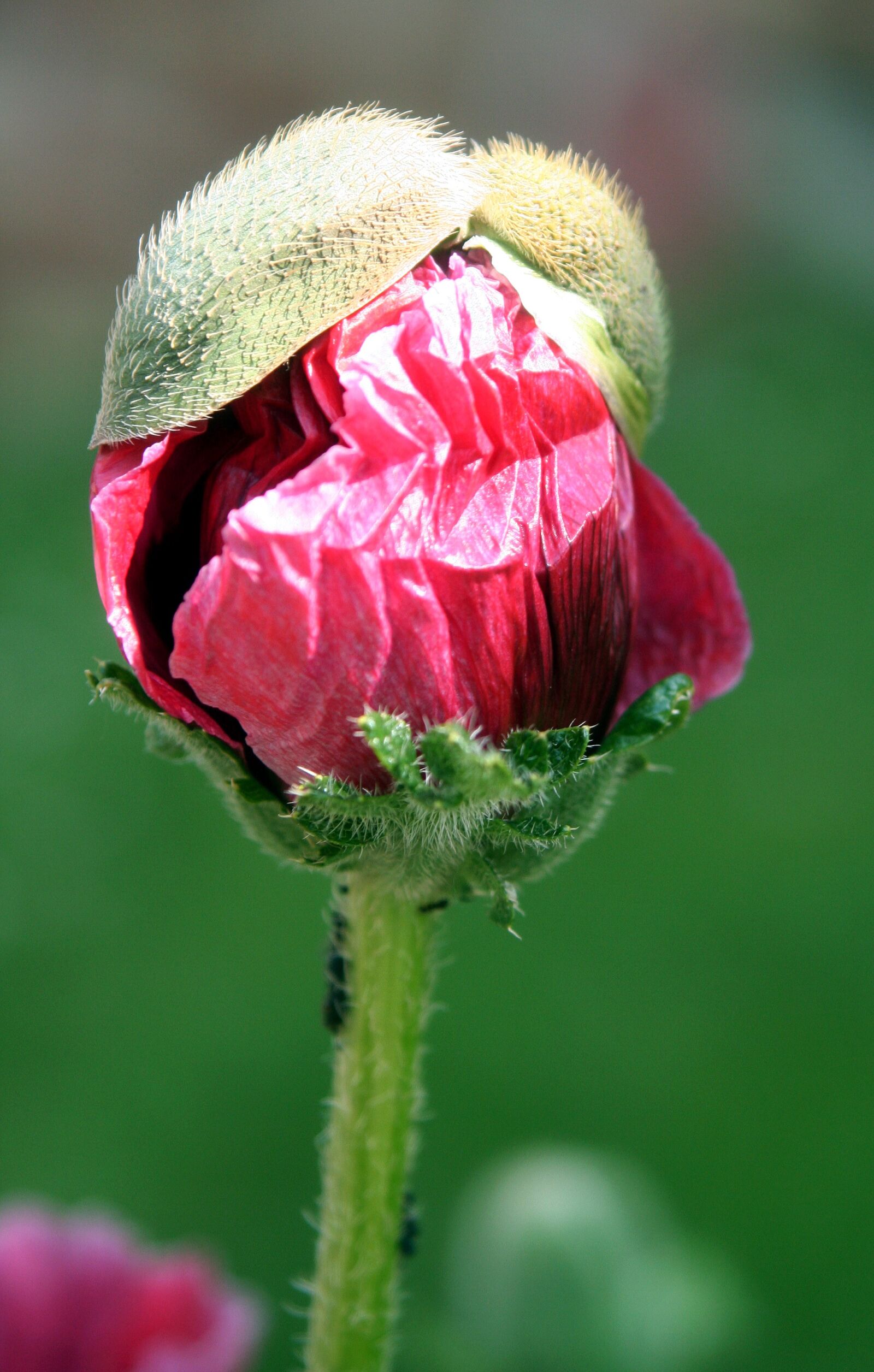 Canon EOS 350D (EOS Digital Rebel XT / EOS Kiss Digital N) sample photo. Flower, poppy, hatching photography