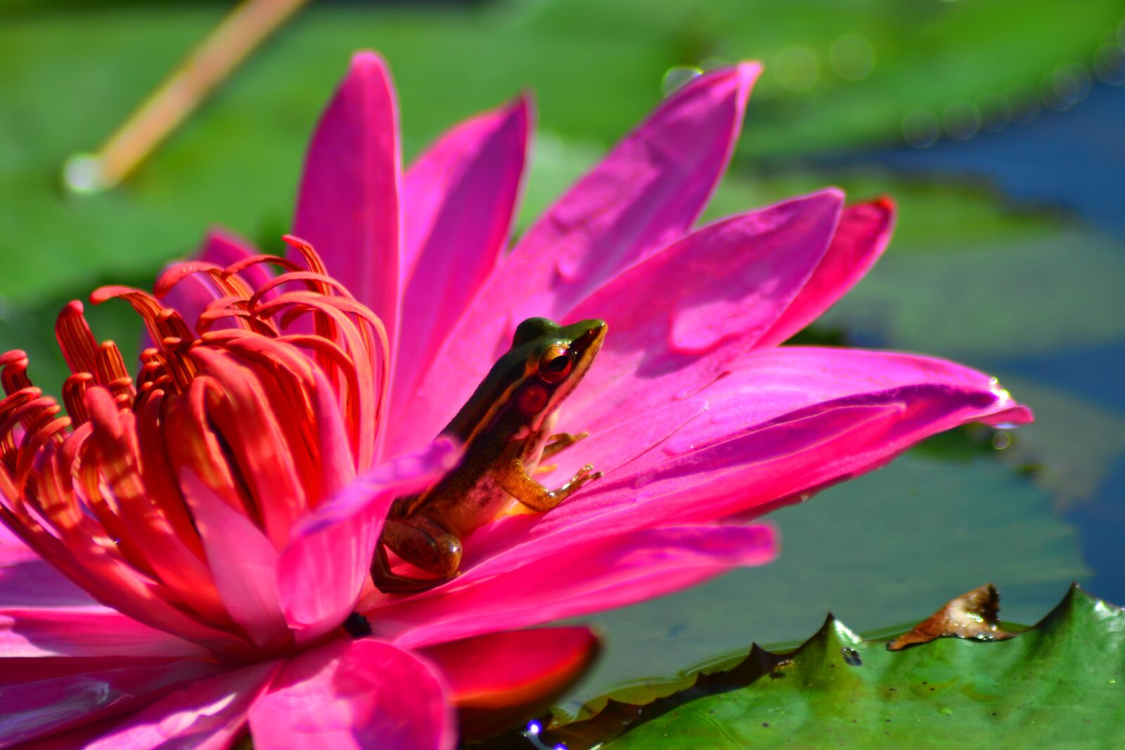 Nikon D3100 sample photo. Sitting, frog, on photography