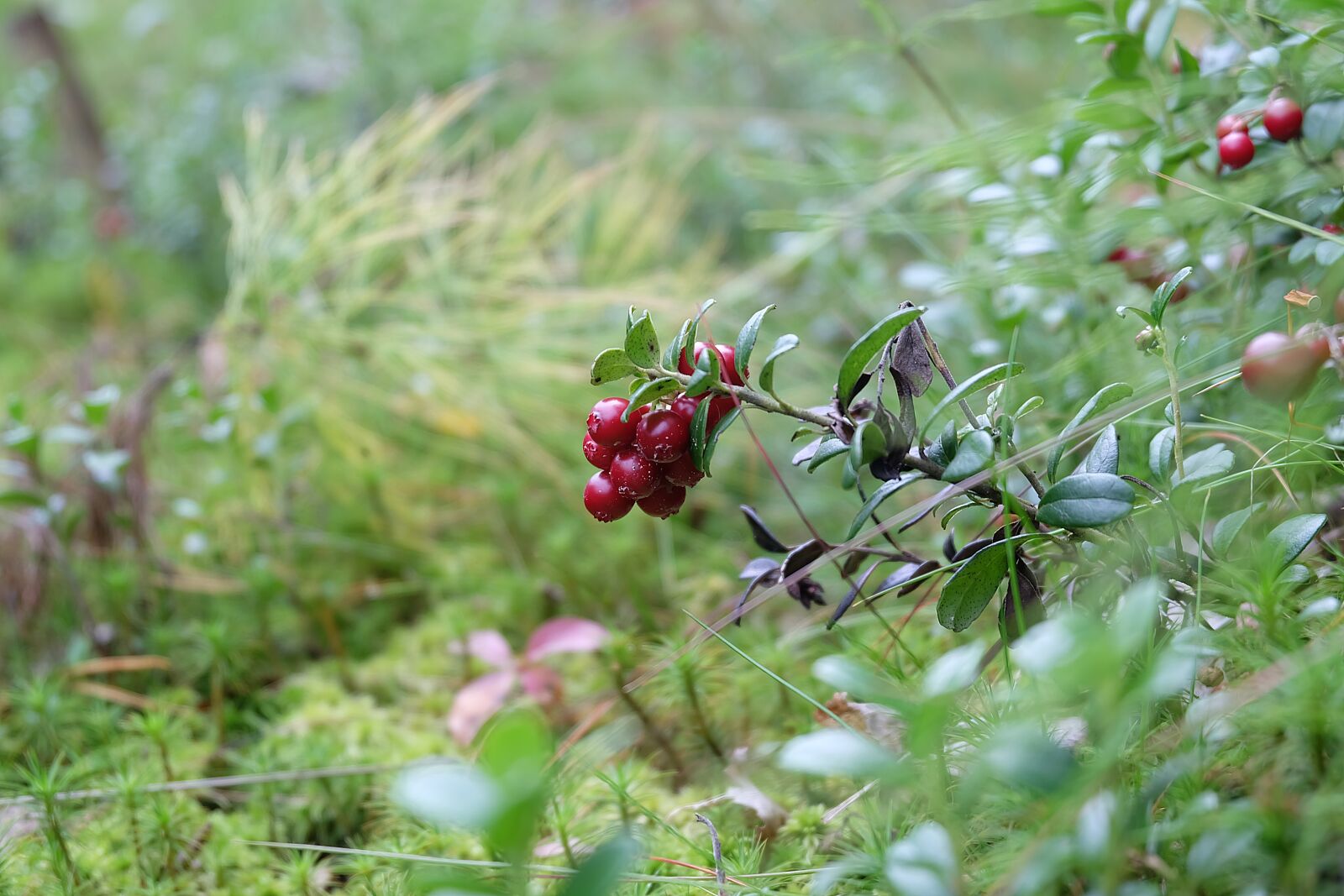 Fujifilm X-A2 + Fujifilm XC 16-50mm F3.5-5.6 OIS II sample photo. Beauty, love, nature photography
