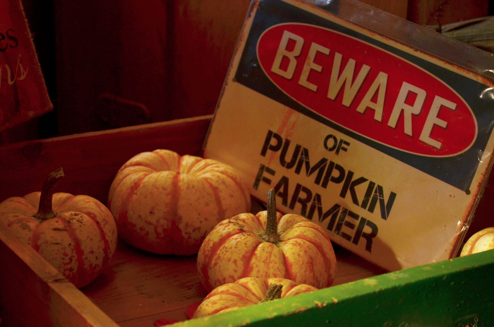 Nikon D5100 sample photo. Pumpkins, fall, halloween photography