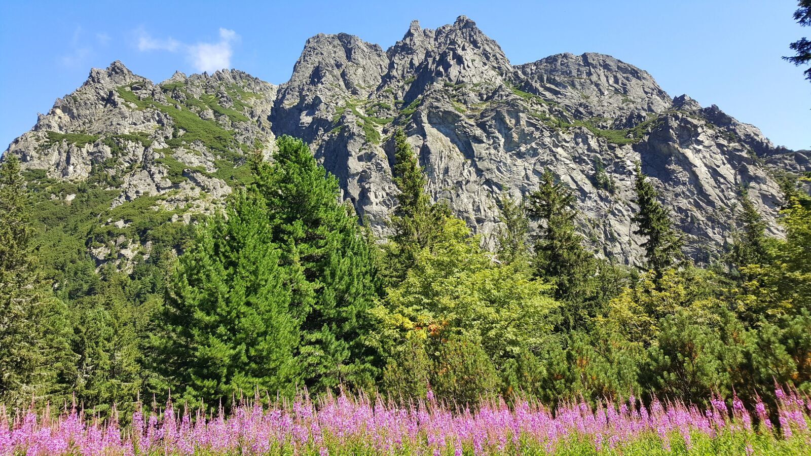 Samsung Galaxy S6 sample photo. Mountain, nature, flowers photography
